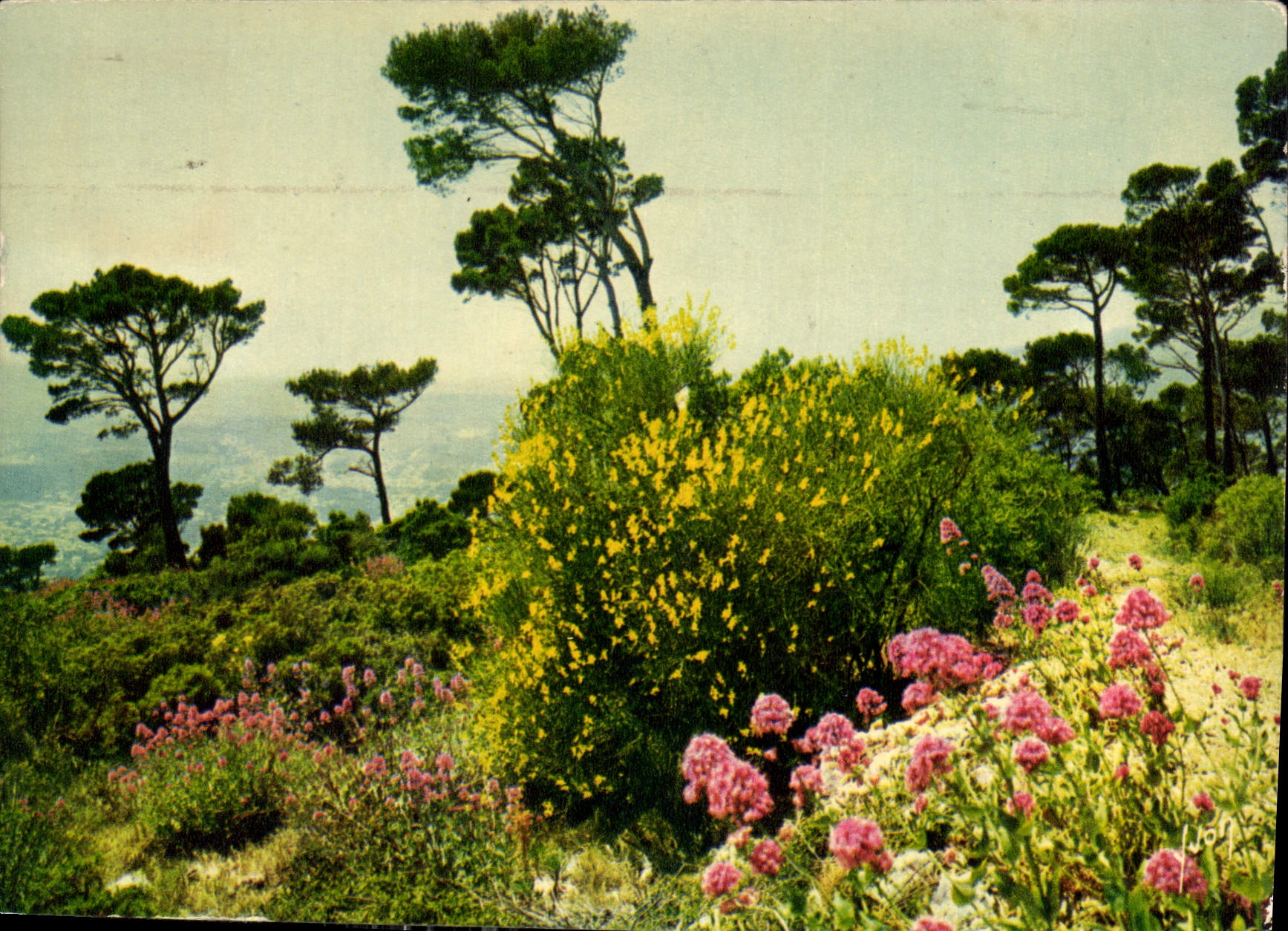 CPM Couleurs et Lumiere de France La Cote d'Azur miracle de la nature Paysage de la Cote d'Azur
