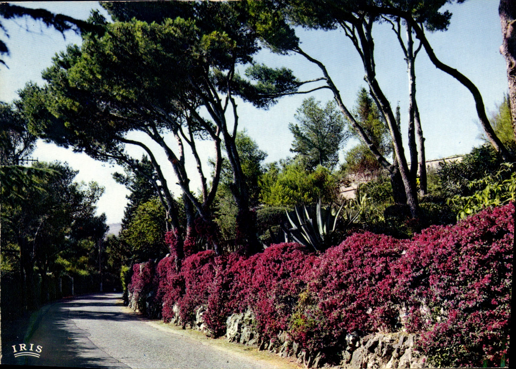 CPM Allee fleurie au Cap Ferrat 