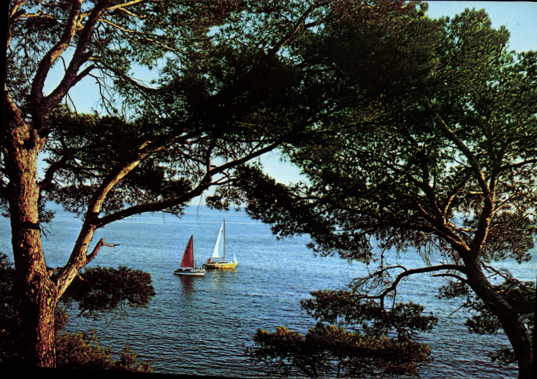CPM Su Soleil de la Cote d'Azur Un coin de la Mediterranee