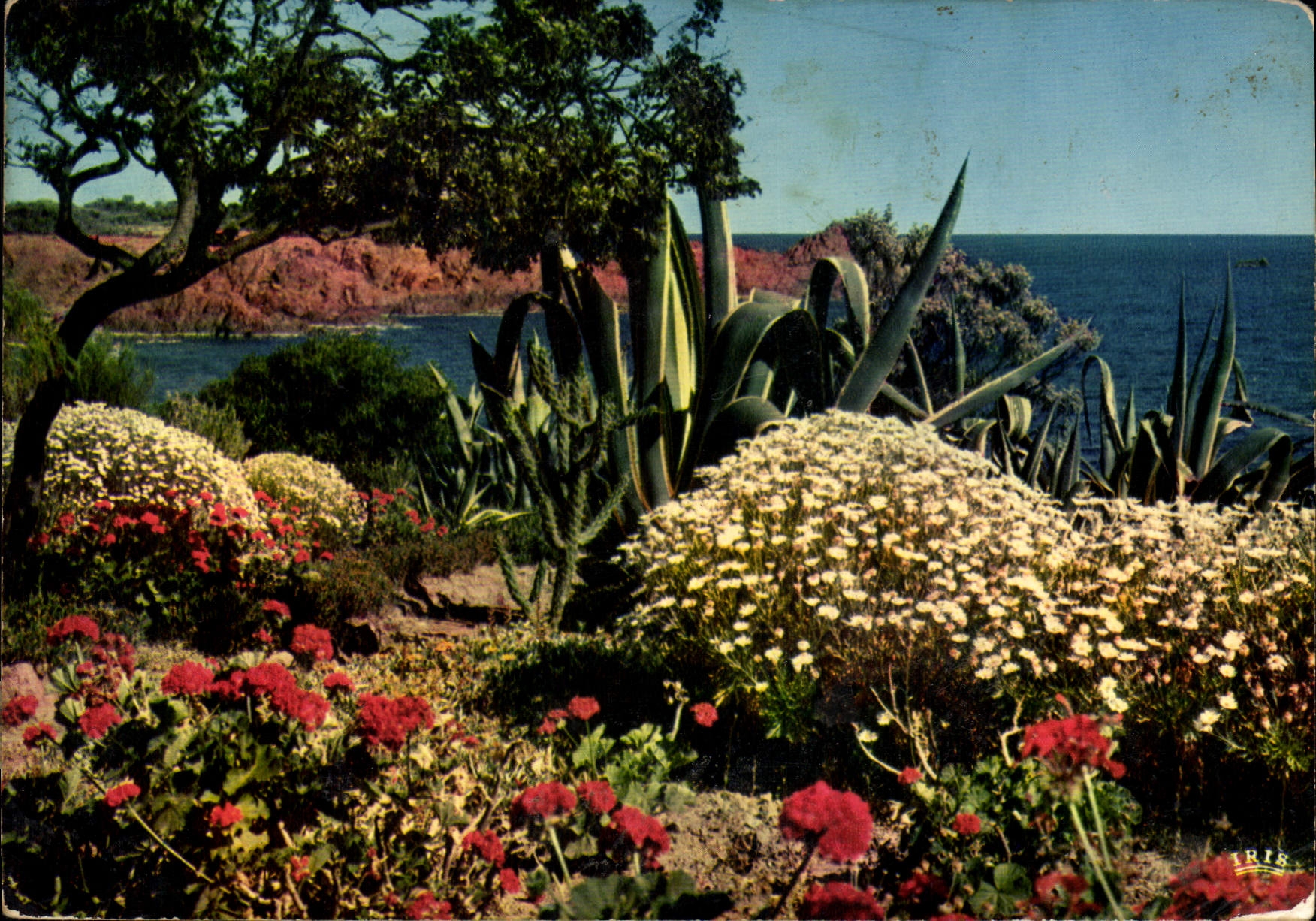 CPM La Cote d'Azur French Riviera Jardin fleuri