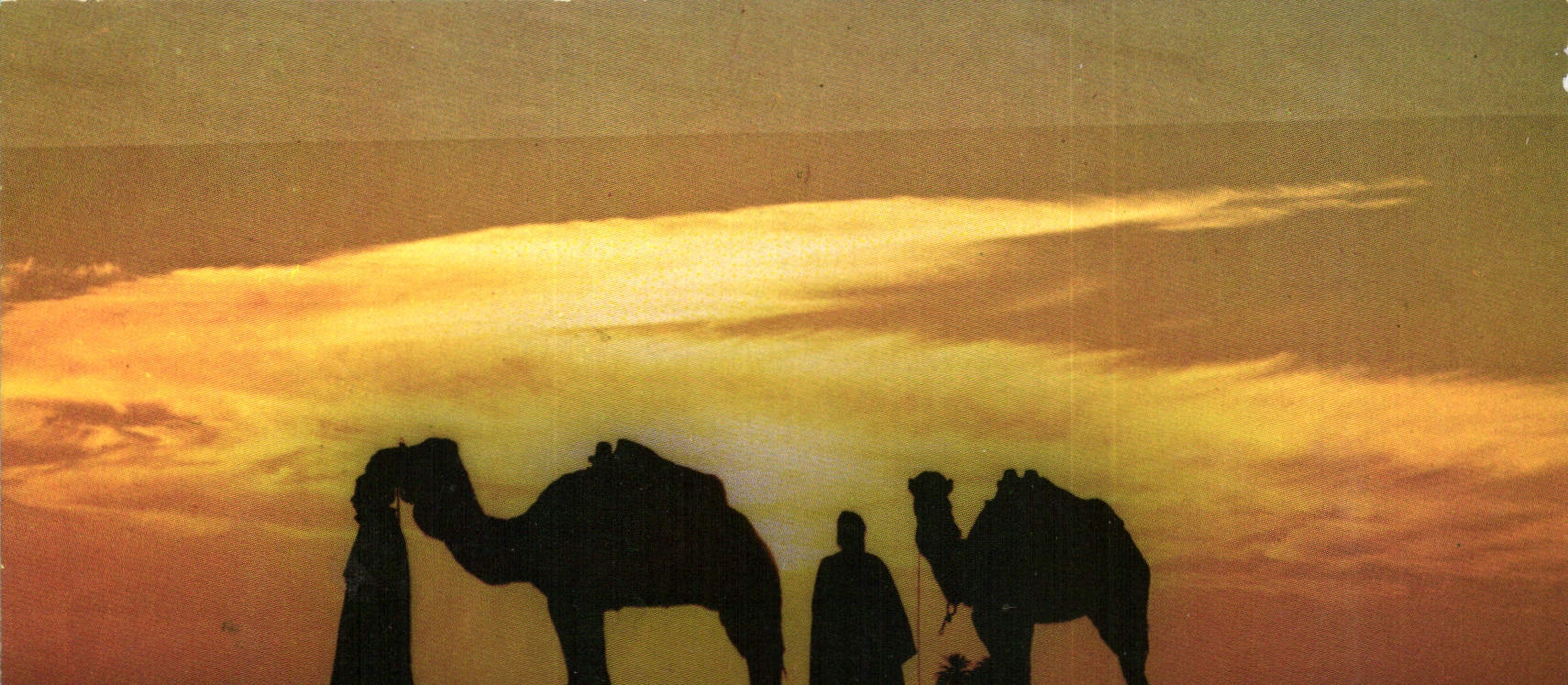 CPM Chameliers au Couchant Sahara Tunisien 