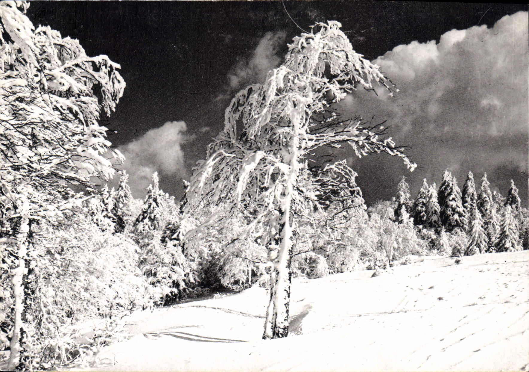 CPM Les Vosges sous la Neige la nature supporte son Blanc fordeau