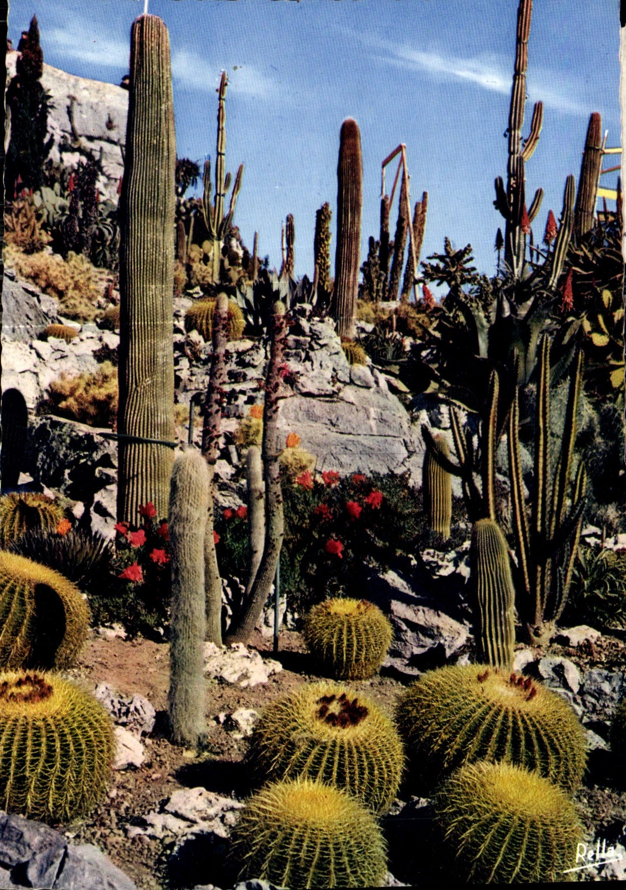 CPM La Cote d'Azur Jardin Exotique 