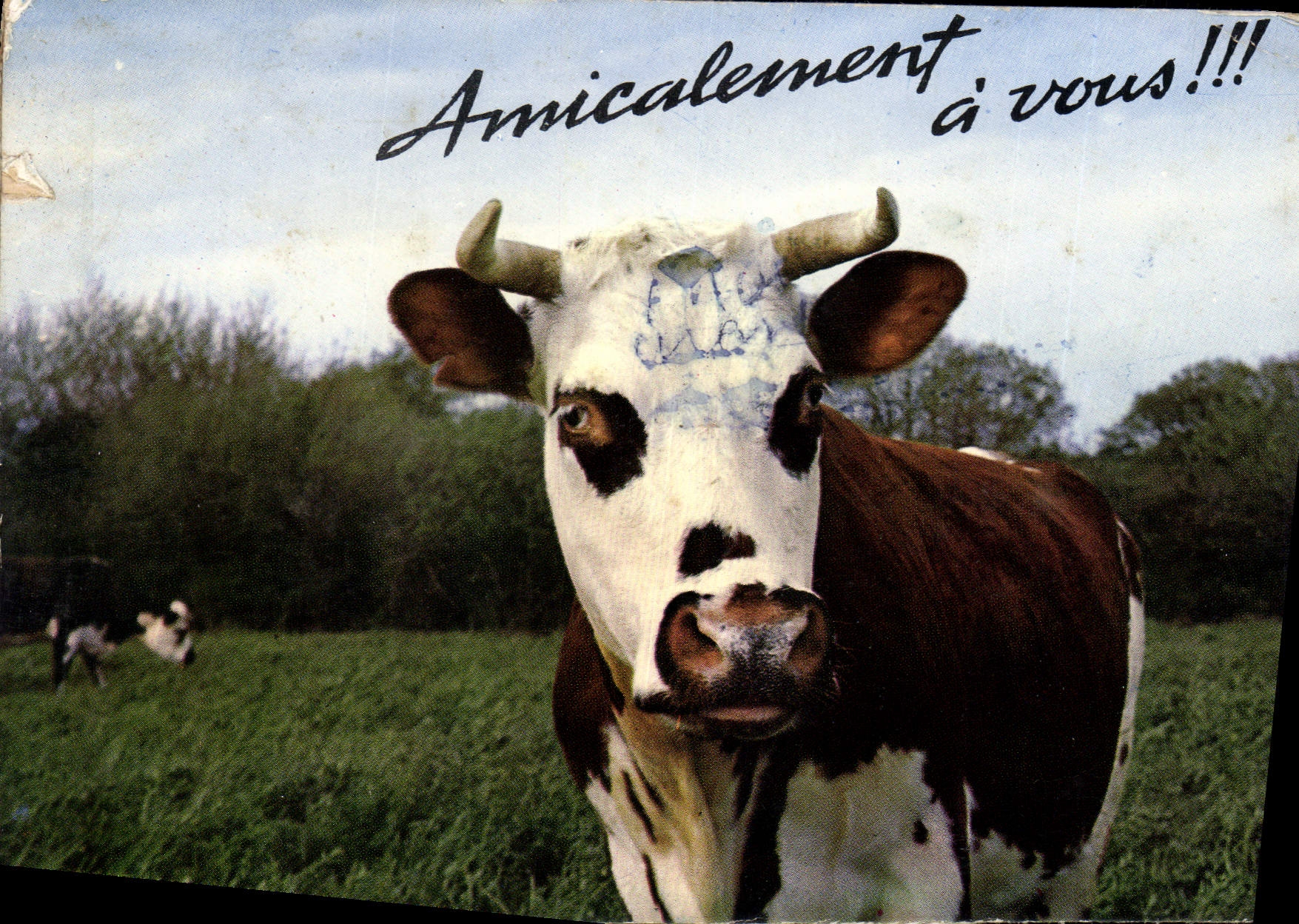 CPM Vaches