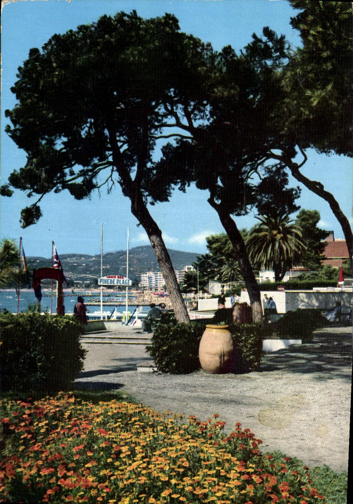 CPM Cote d'Azur Juan les Pins et sa Pinede Fleurie