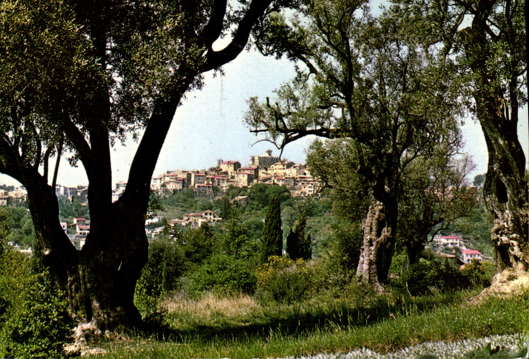 CPM Les Sites Merveilleux de la Cote d'Azur Cagnes vu a travers les oliviers 