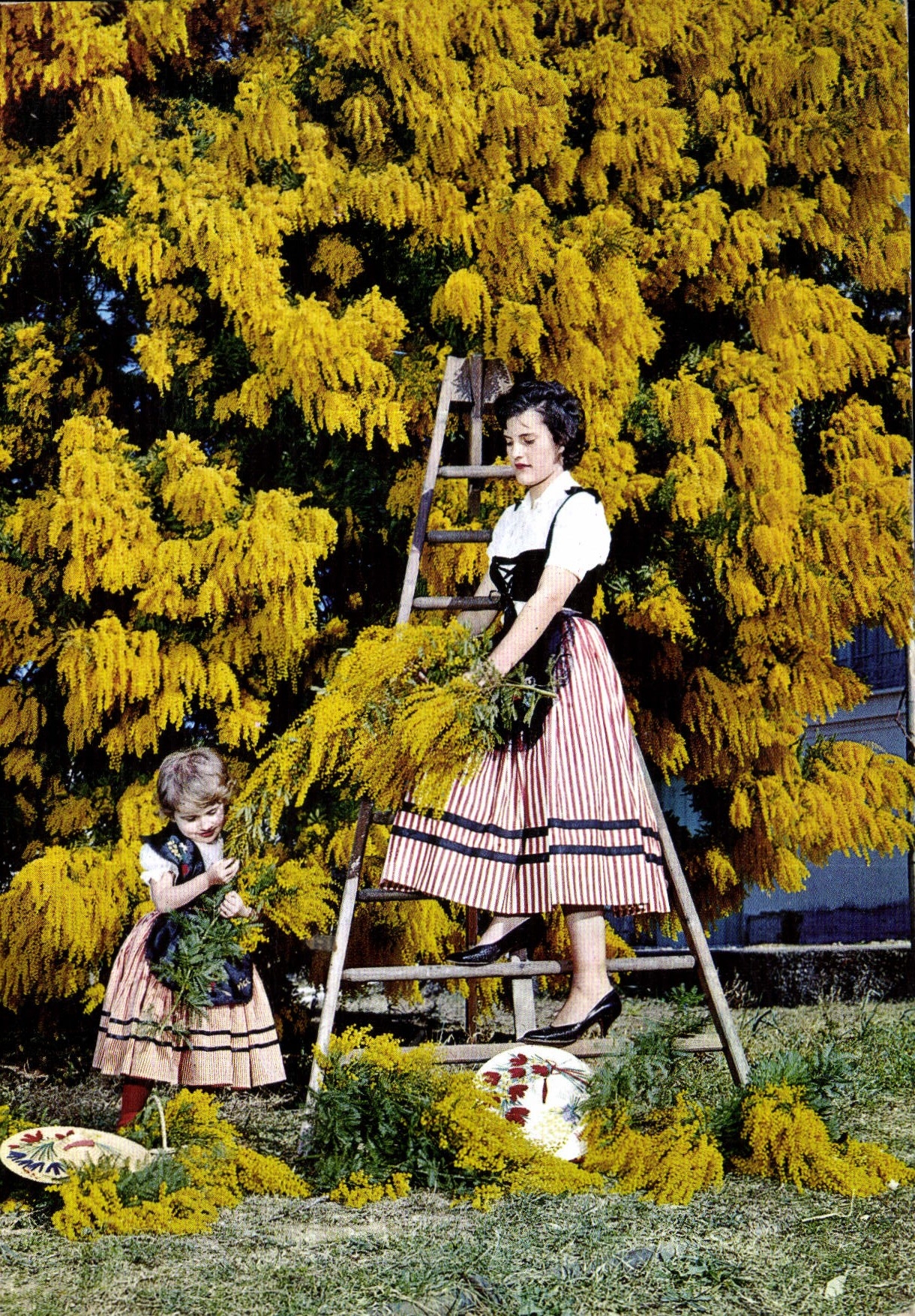 CPM Cueillette du Mimosa Femme Enfant Folklore