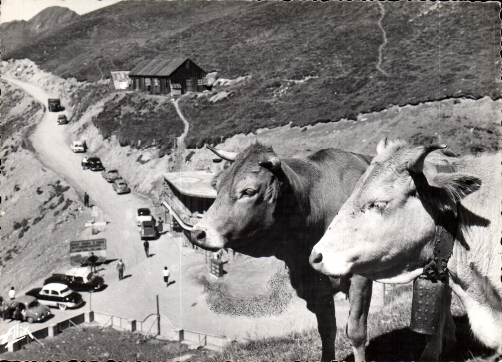 CPM Les Pyrenees Col du Tourmalet Depart de la Route du Pic du Midi Vaches