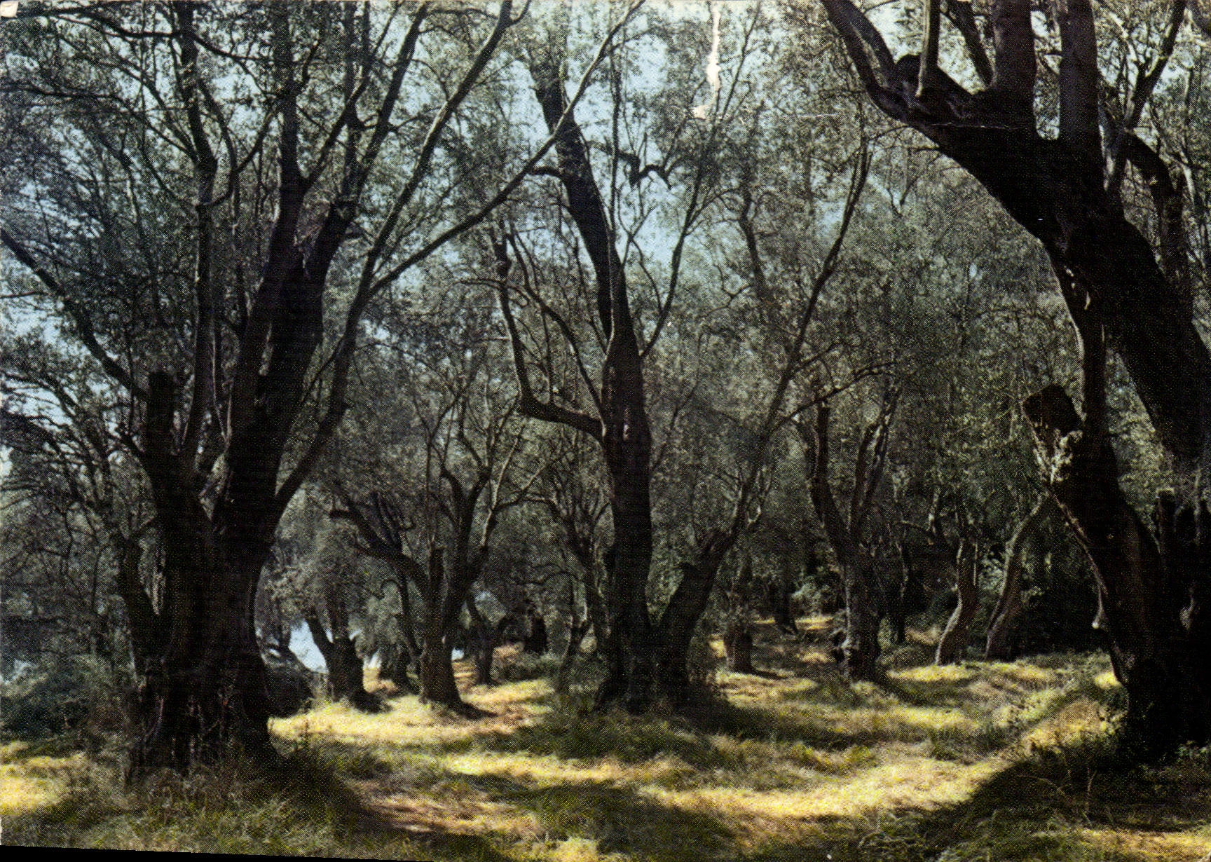 CPM Les Sites Merveilles de la Cote d'Azur Champs d'oliviers 