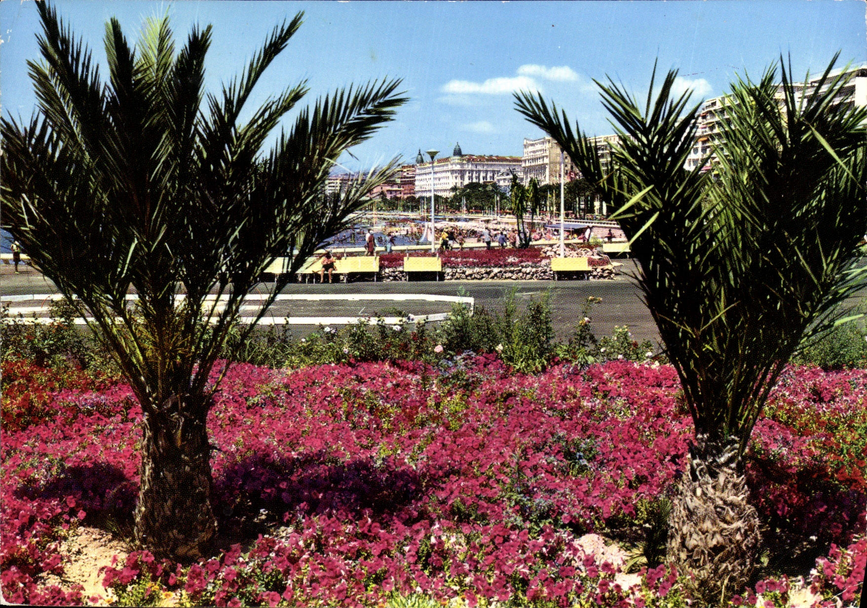 CPM La Cote d'Azur Cannes Parterre fleuri au Port Pierre Canto 