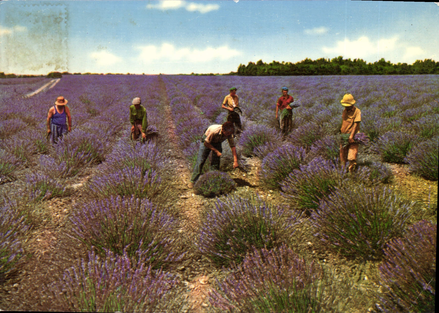 CPM Sous le Beau Ciel de Provence Coupeurs de Lavande 