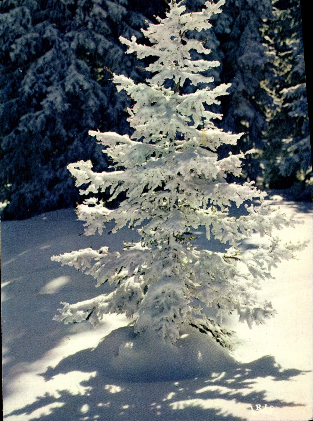 CPM L'Arbre de Joie et de lumiere 