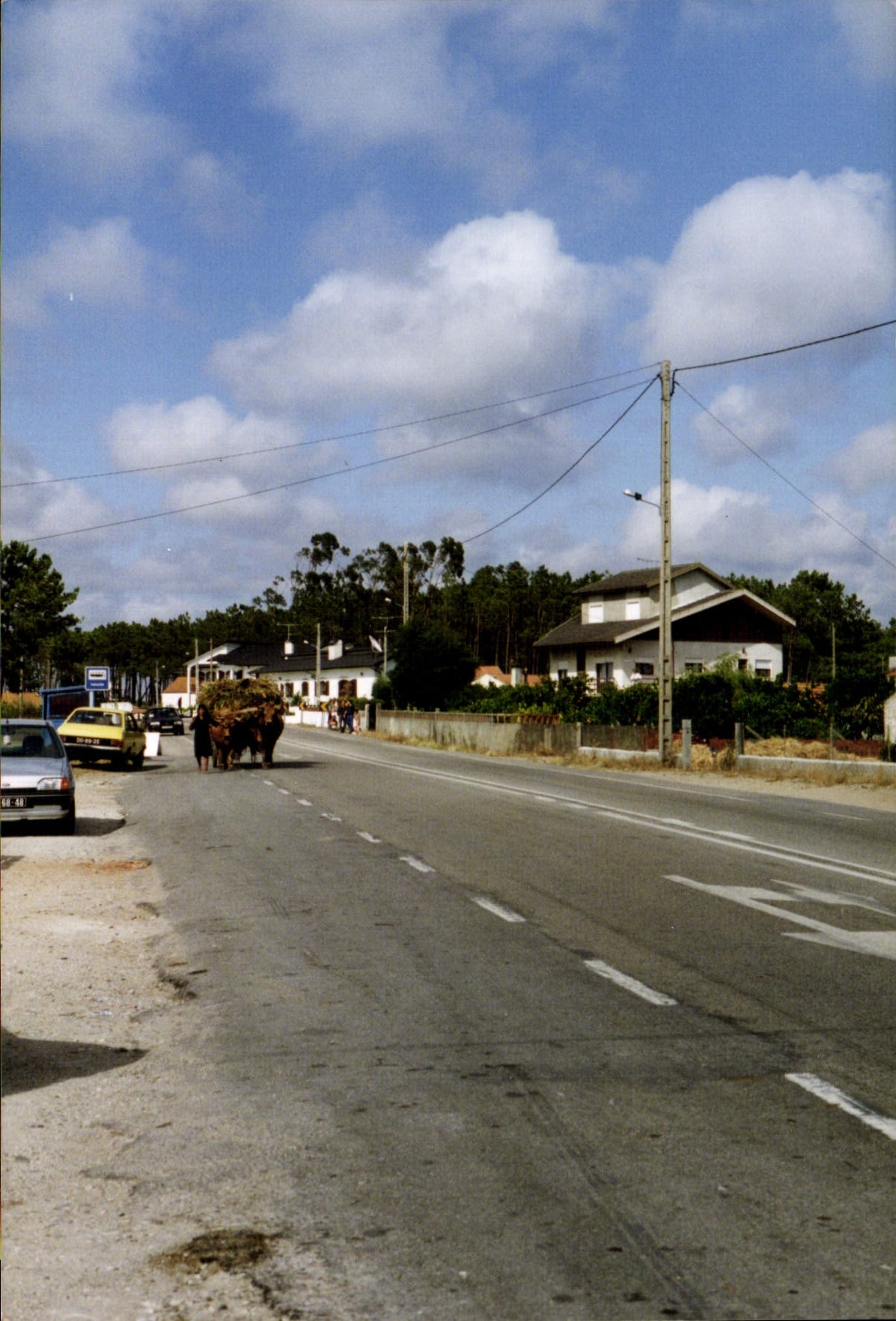 Photo Attelage Bœufs