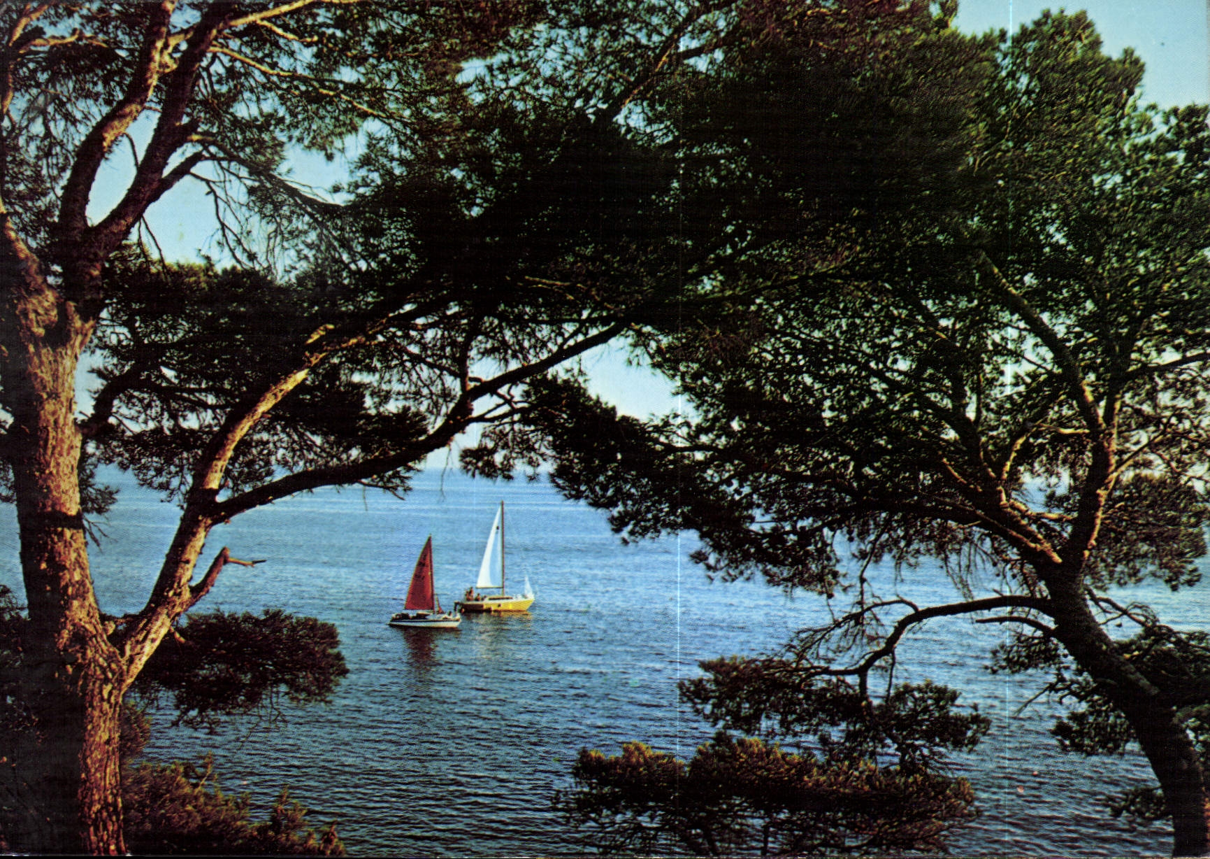 CPM Au soleil de la Cote d'Azur un coin de la Mediterranee 