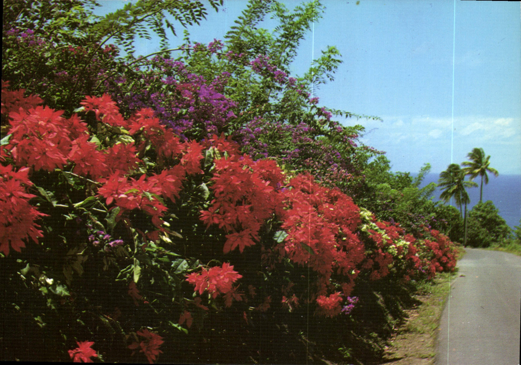 CPM Martinique Grand Riviere des fleurs sur la route 