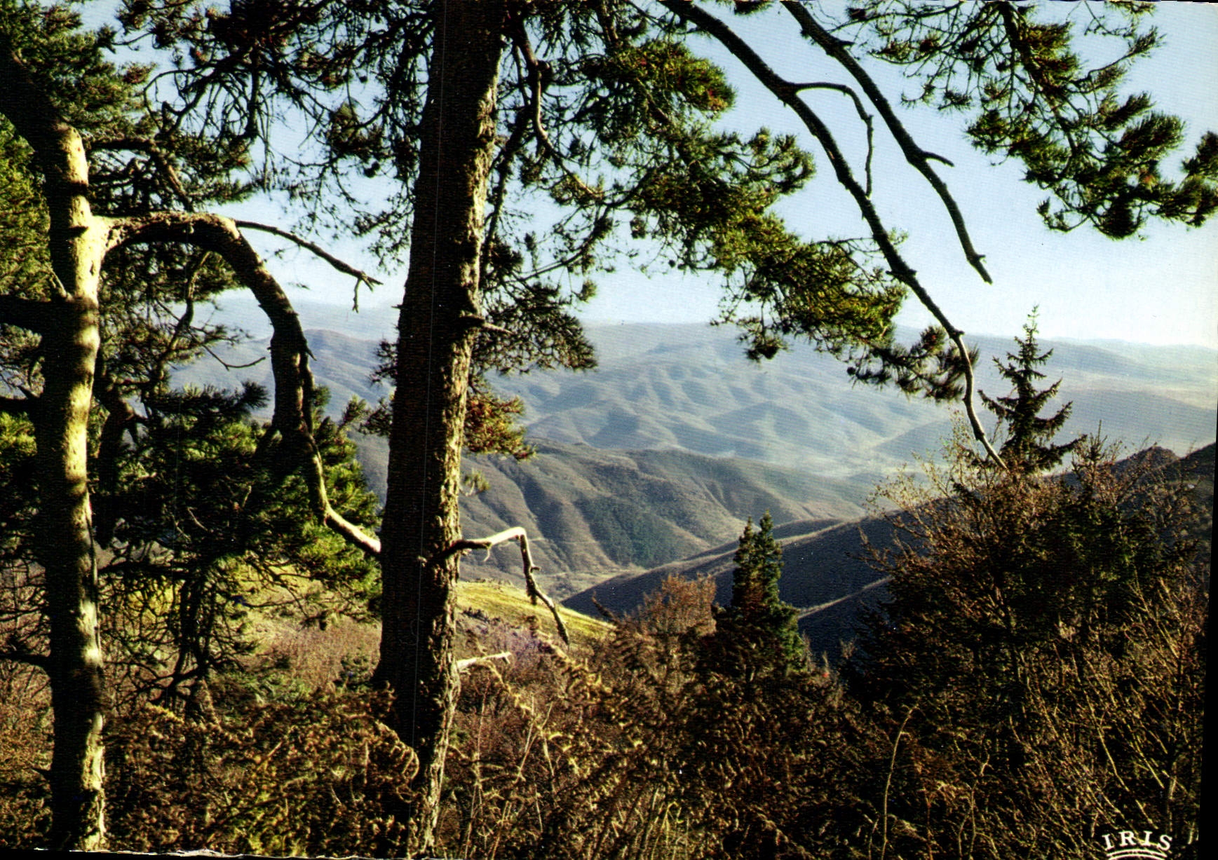 CPM Paysage des Cevennes en Automne 