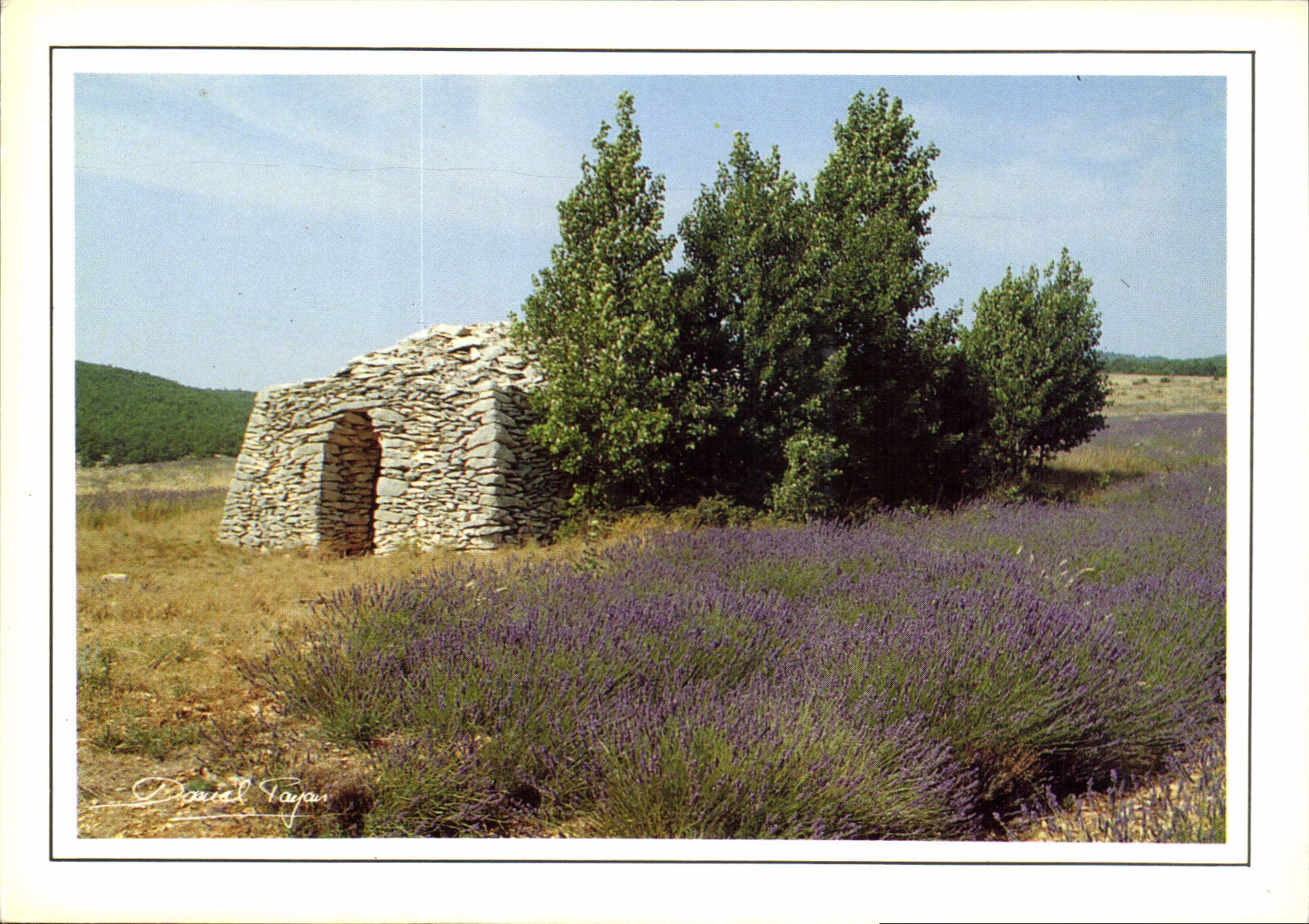 CPM Art et Nature N Champ de lavande 