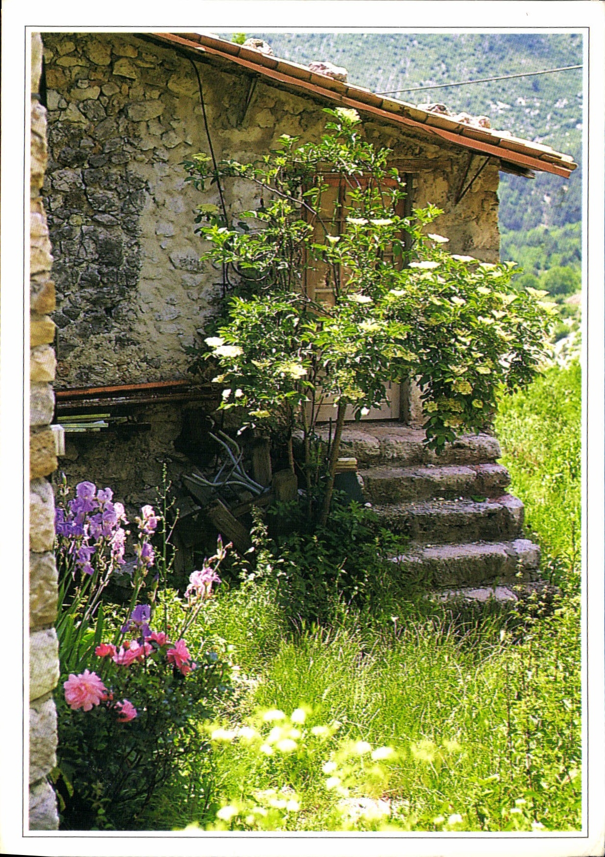 CPM Parfum d'Ete 