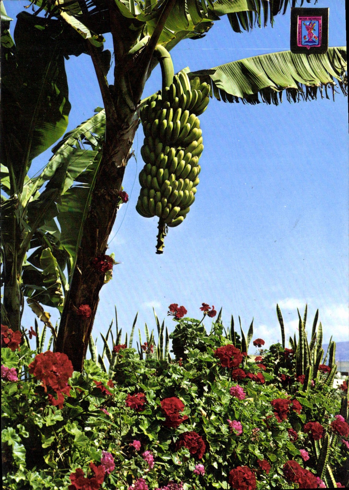 CPM Tenerife Platanes en fleurs