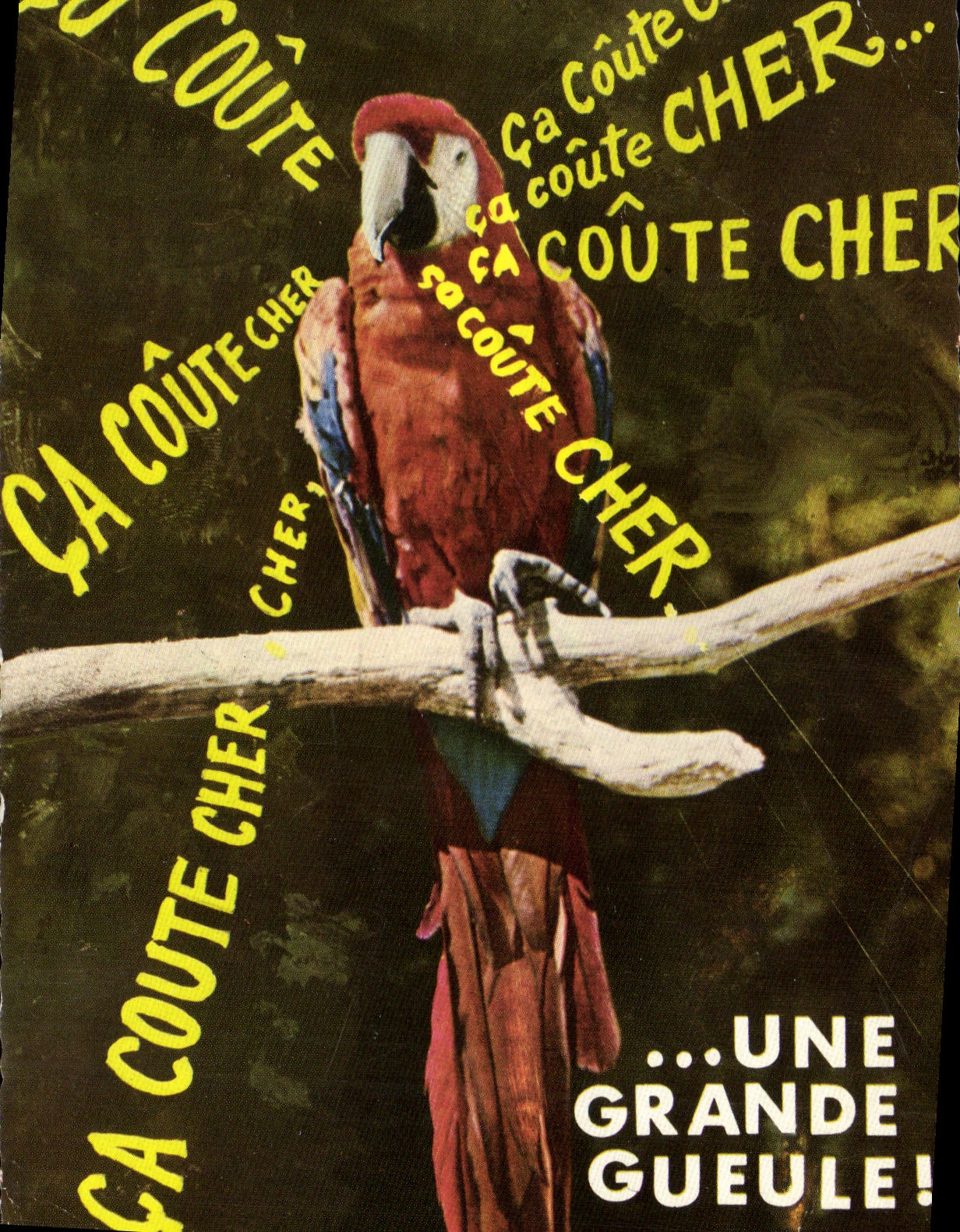 CPM Animaux Humoristiques Ara Amerique Perroquet
