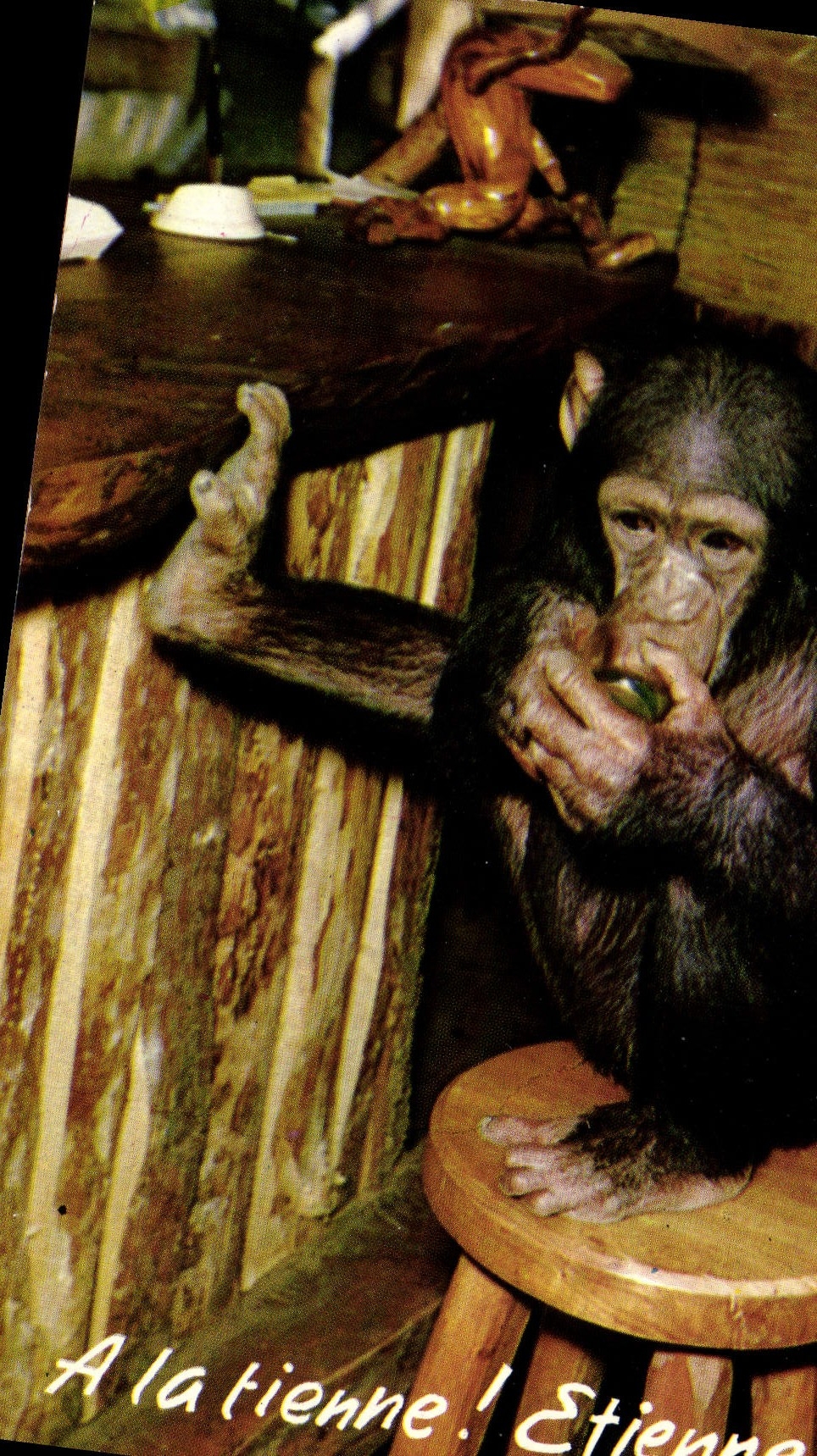 CPM A la tienne Etienne Singe Chimpanze