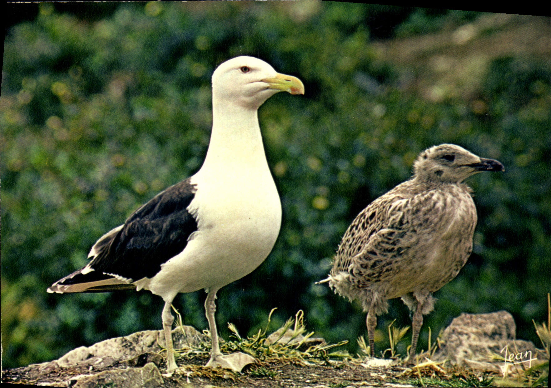 CPM Reserves naturelles de la Societe pour l'Etude at la Protection de la Nature en Bretagne