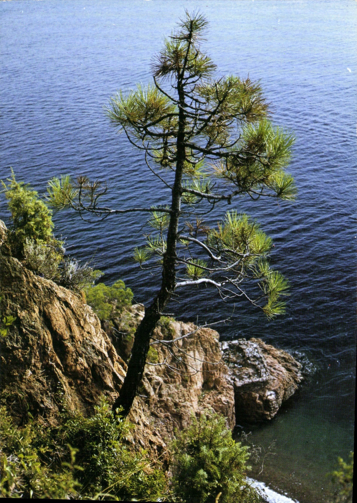CPM L'Esterel Alpes Maritimes Un pin sur la falaise 