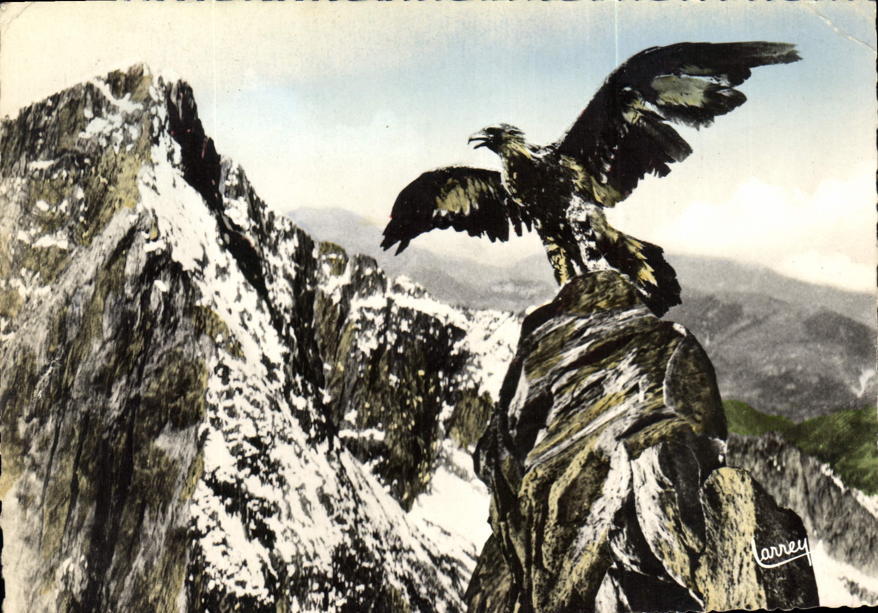 CPM Les Pyrenees L'Aigle quittant son aire pour partir en chasse ou il se montre l'un des plus forts