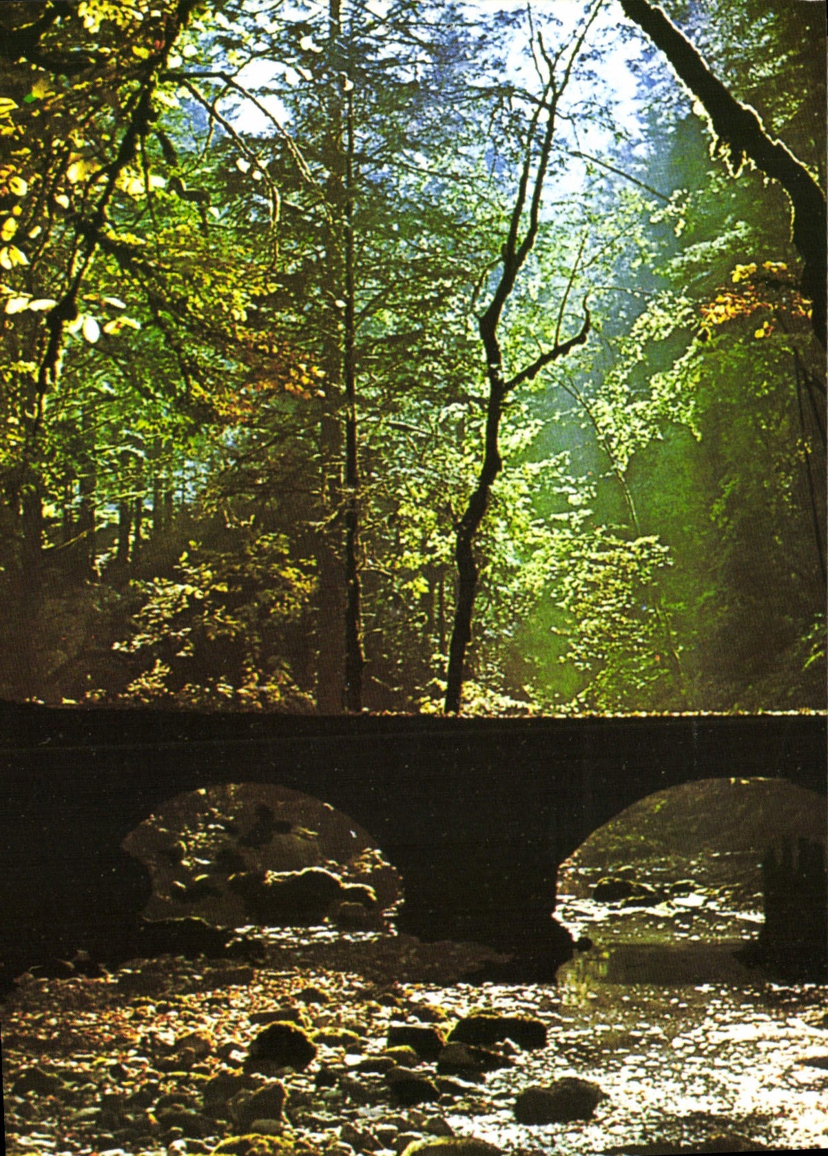 CPM Automne a Consolation Doubs Dans le fond du parc