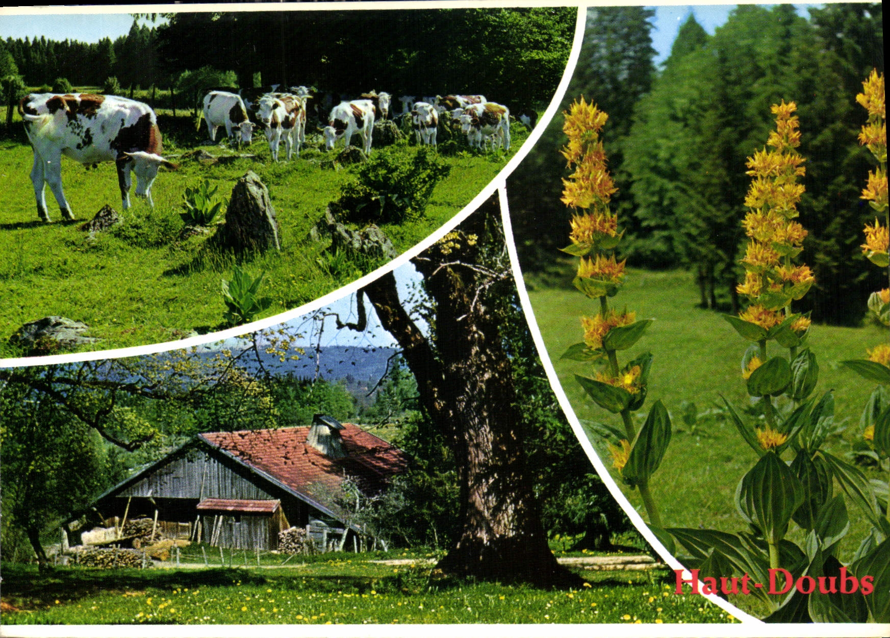 CPM Aspects du Haut Doubs A proximite des vieilles fermes a Thues 