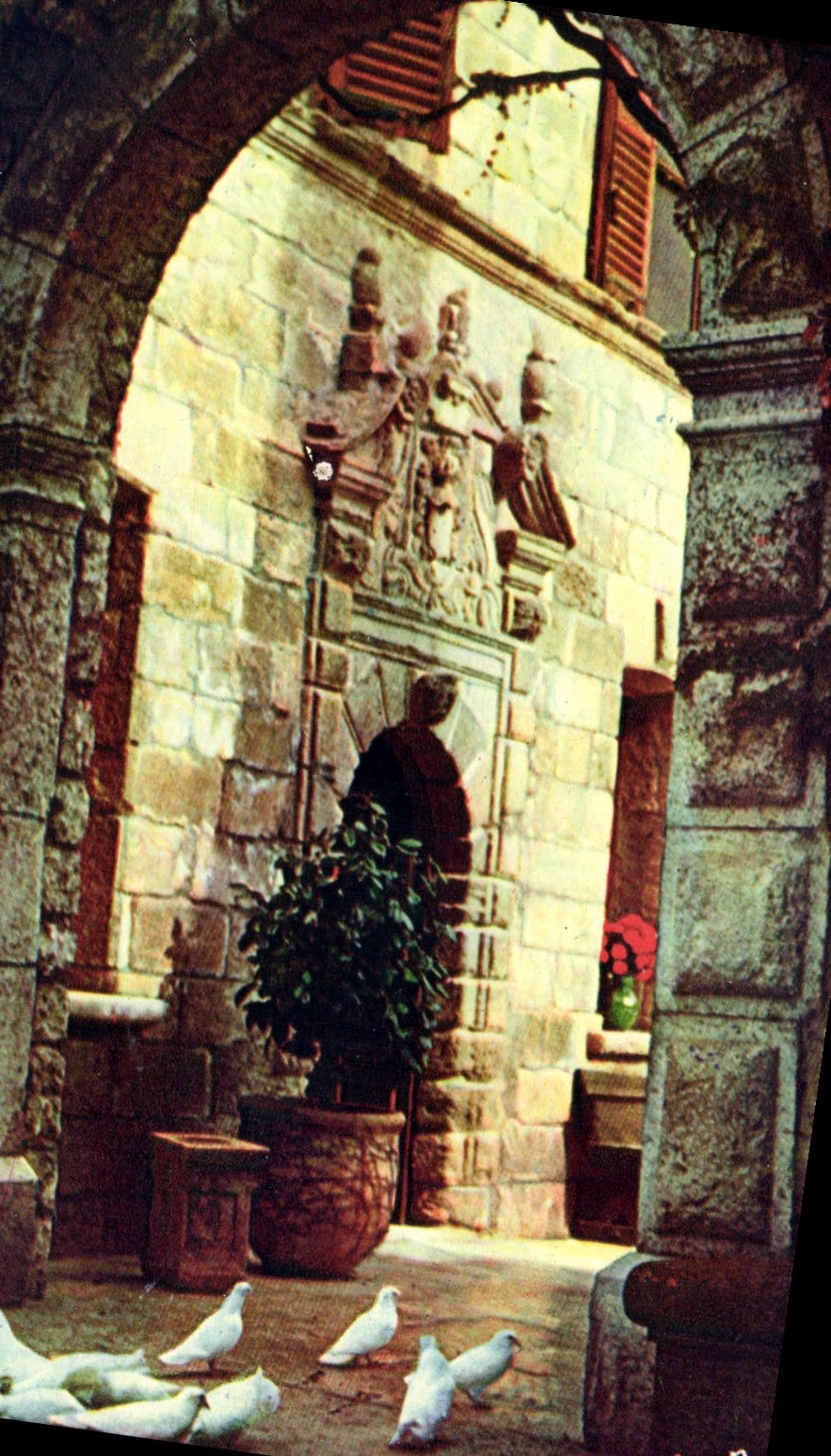 CPM Couleurs et Lumiere de France La Cote d'Azur miracle de la nature Les Colombes blanches de Saint