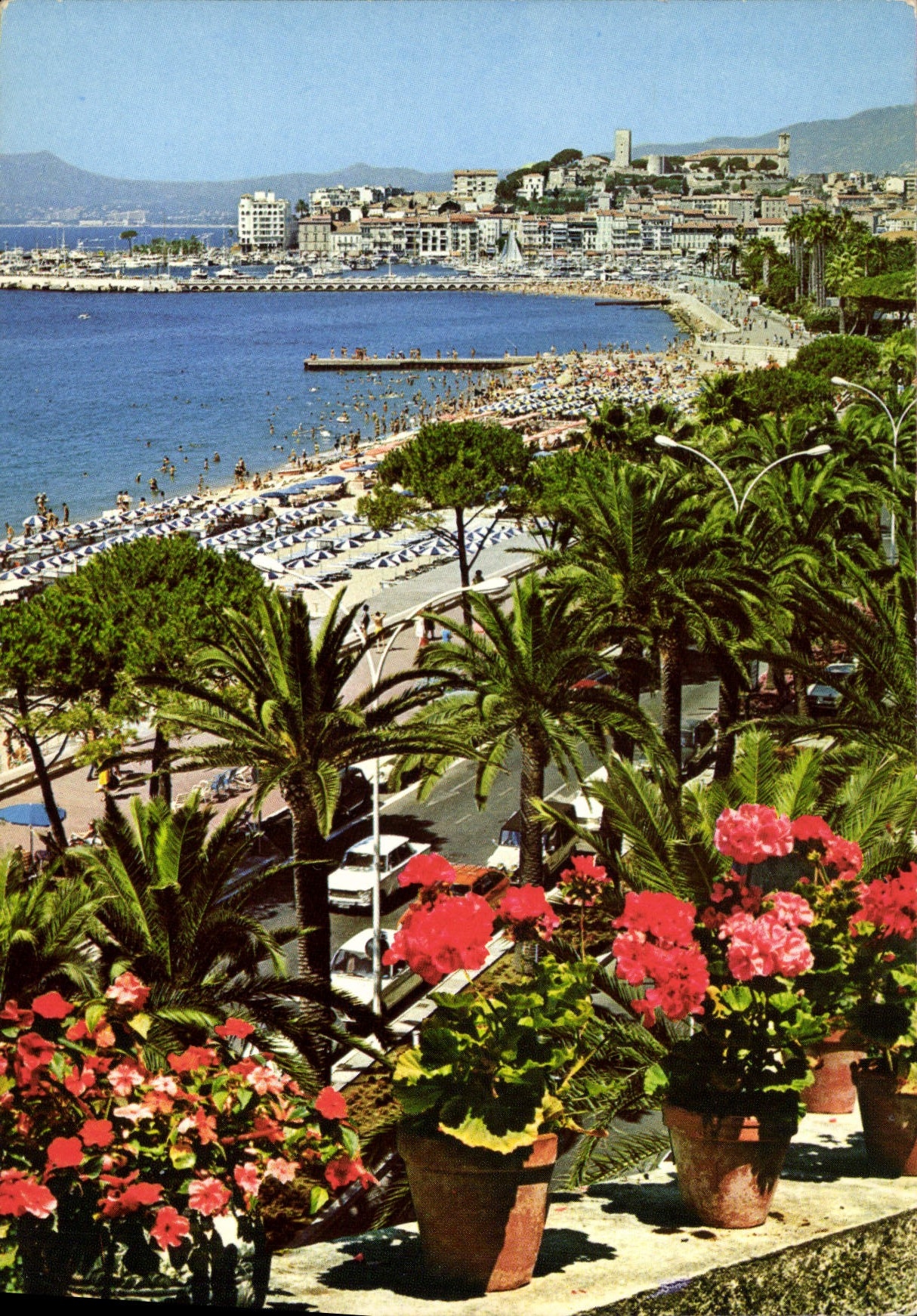 CPM Cannes Cote d'Azur French Riviera La Croisette Au fond le Suquet 