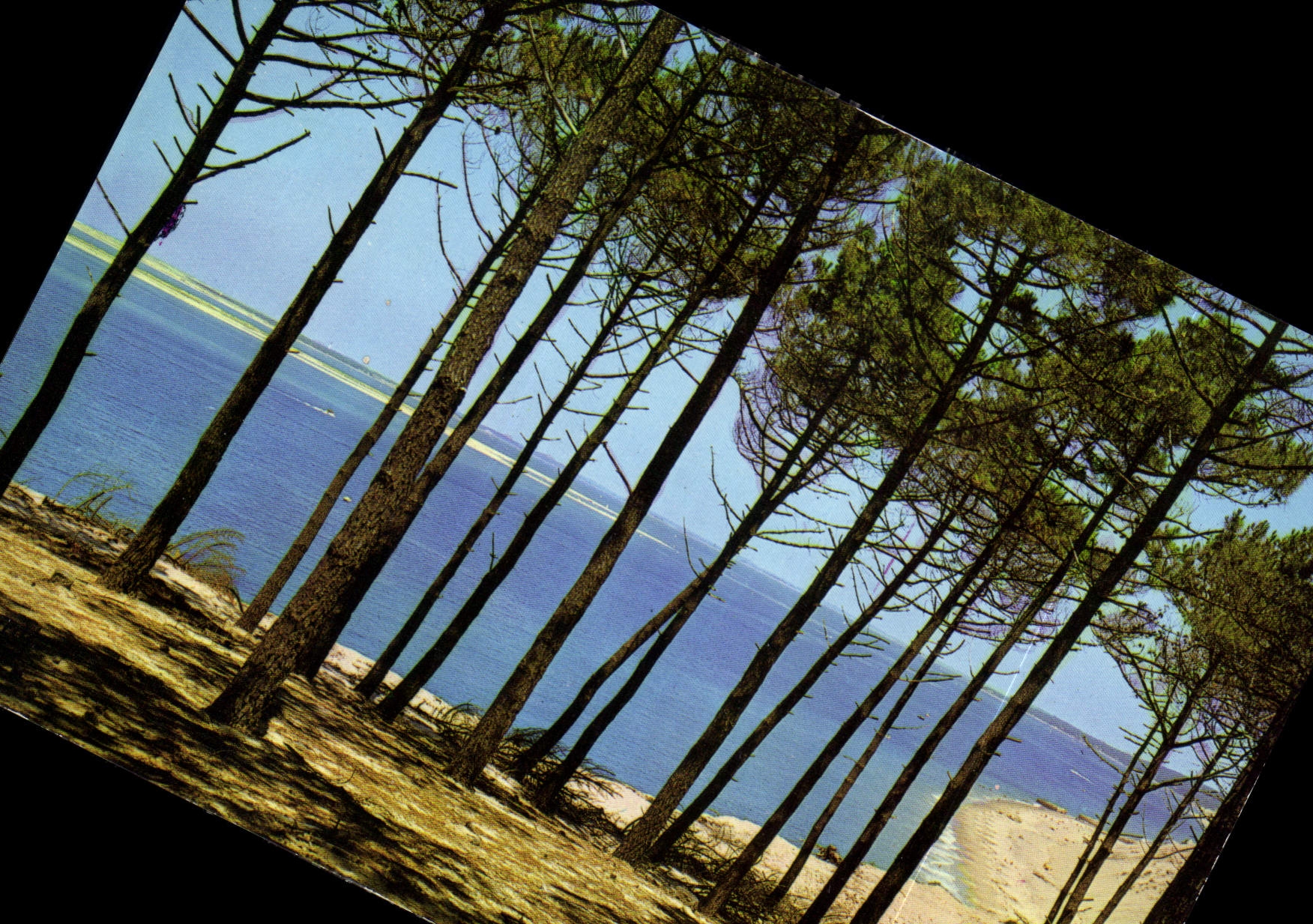 CPM La Plage la dune et la foret 