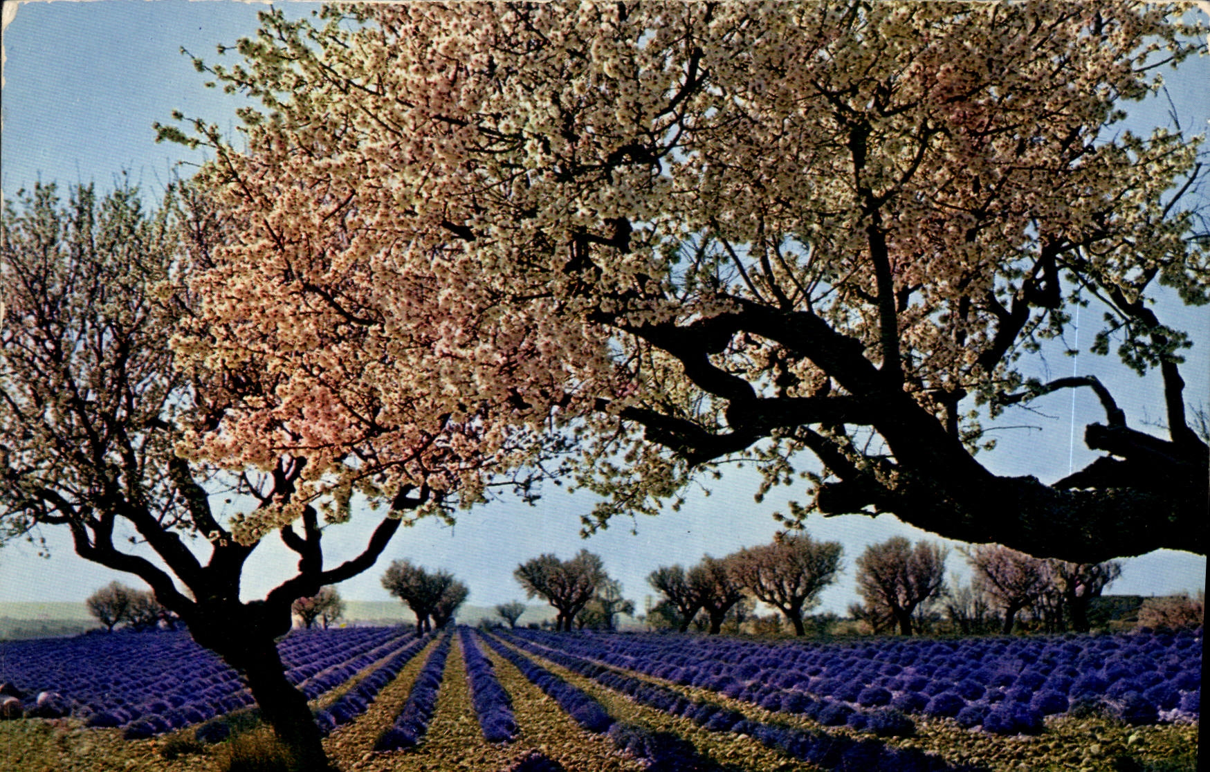CPM Lavandes et amandiers en fleurs dans les Alpes de Provence