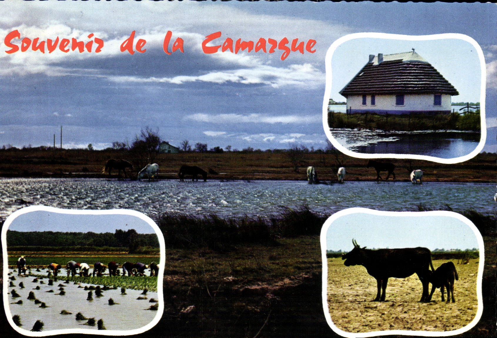 CPM Souvenir de la Camargue 