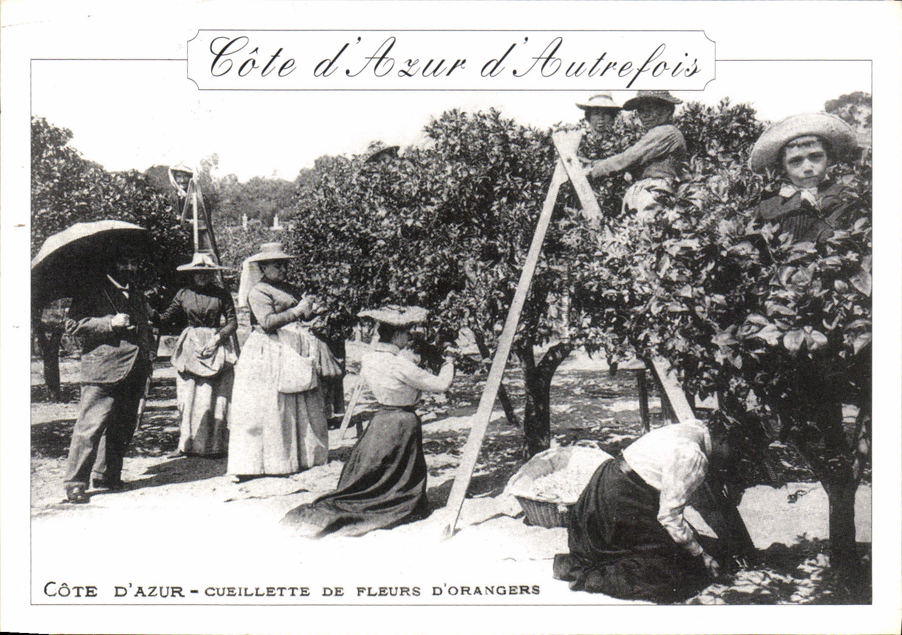 CPM La Cote d'Azur Collection artistique Cueillette de fleurs d'orangers 