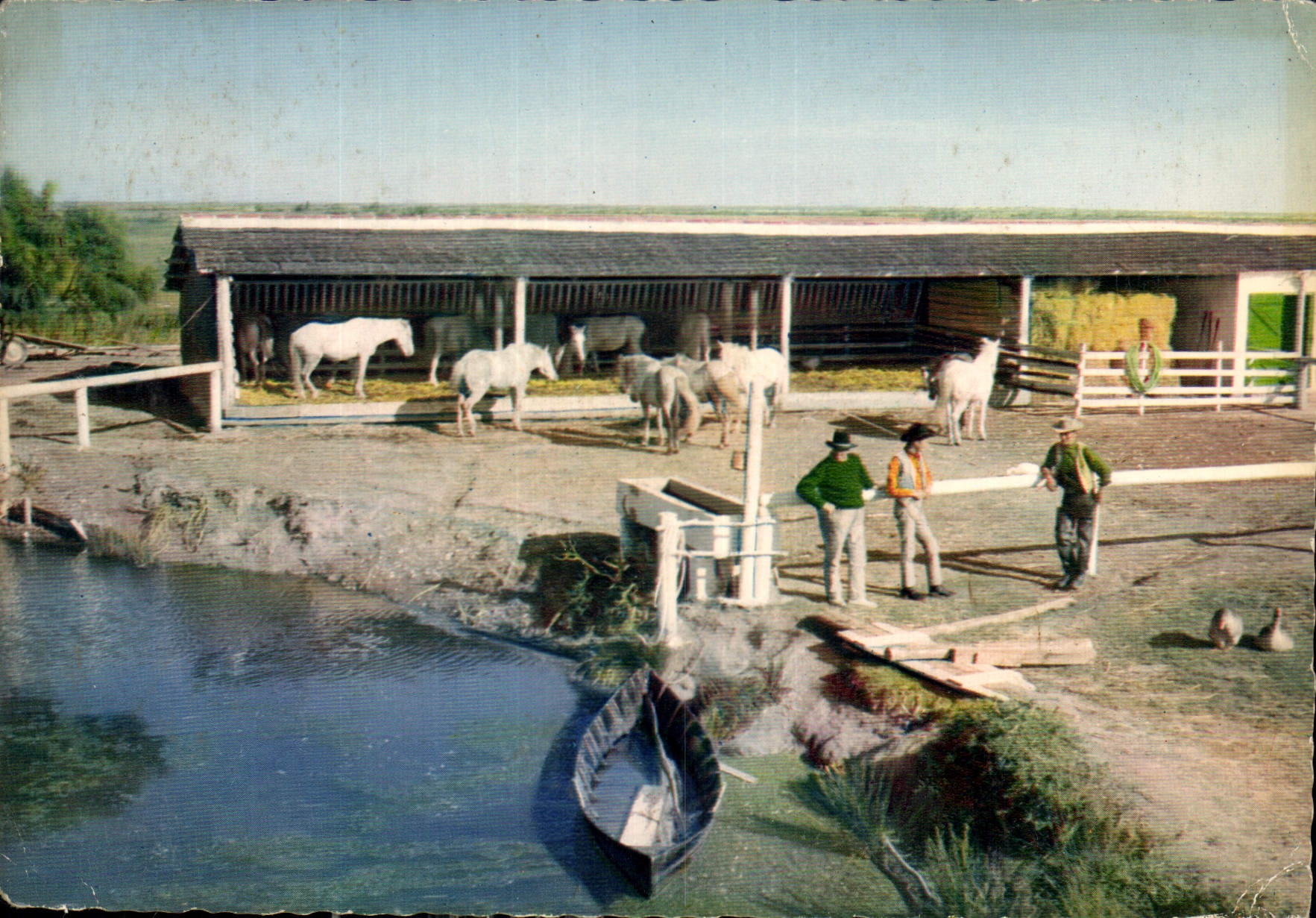CPM En Camargue evec les Gardians Gardians et Chevaux Folklore