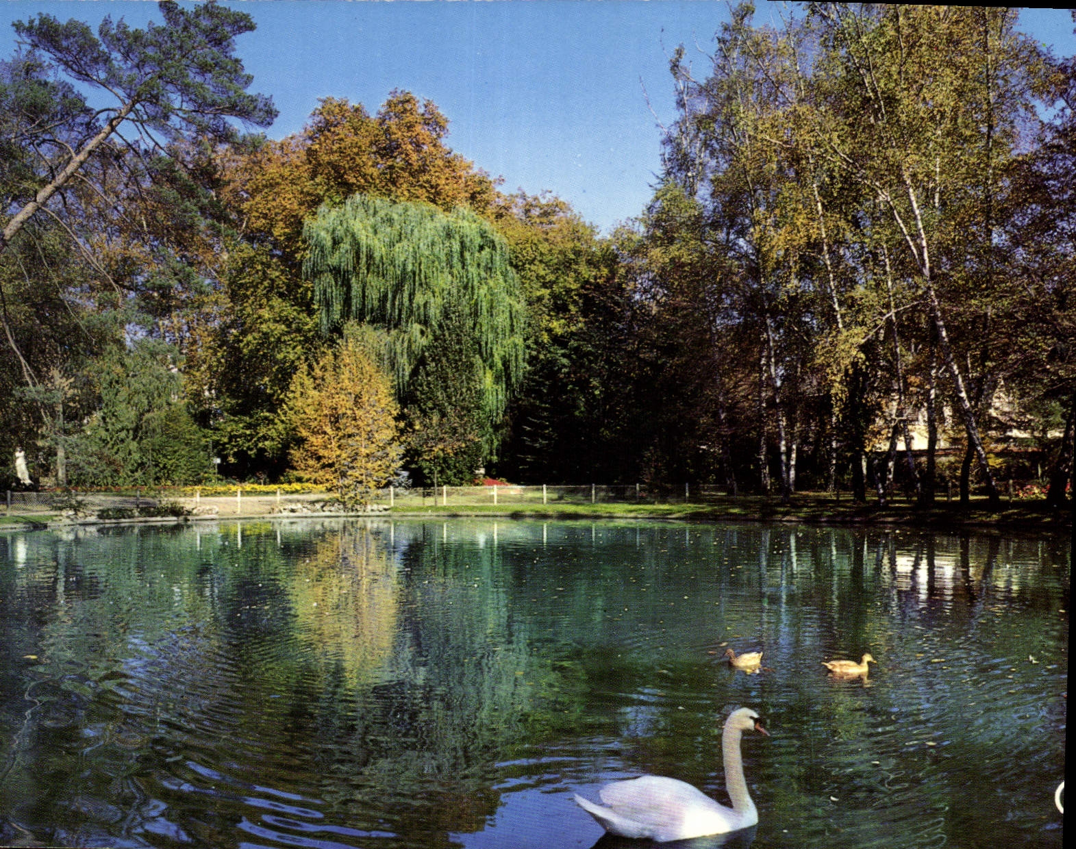 CPM Chateauroux Indre le Lac du Jardin public 