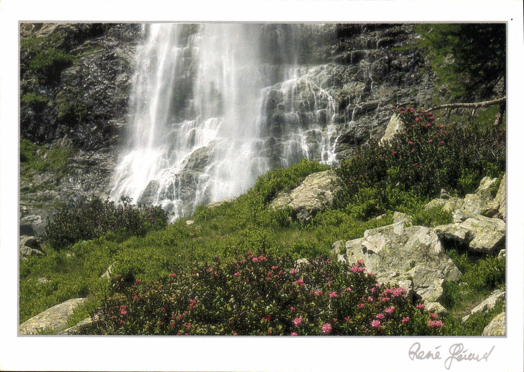 CPM Images de Chez Nous Fraicheur d'ete 