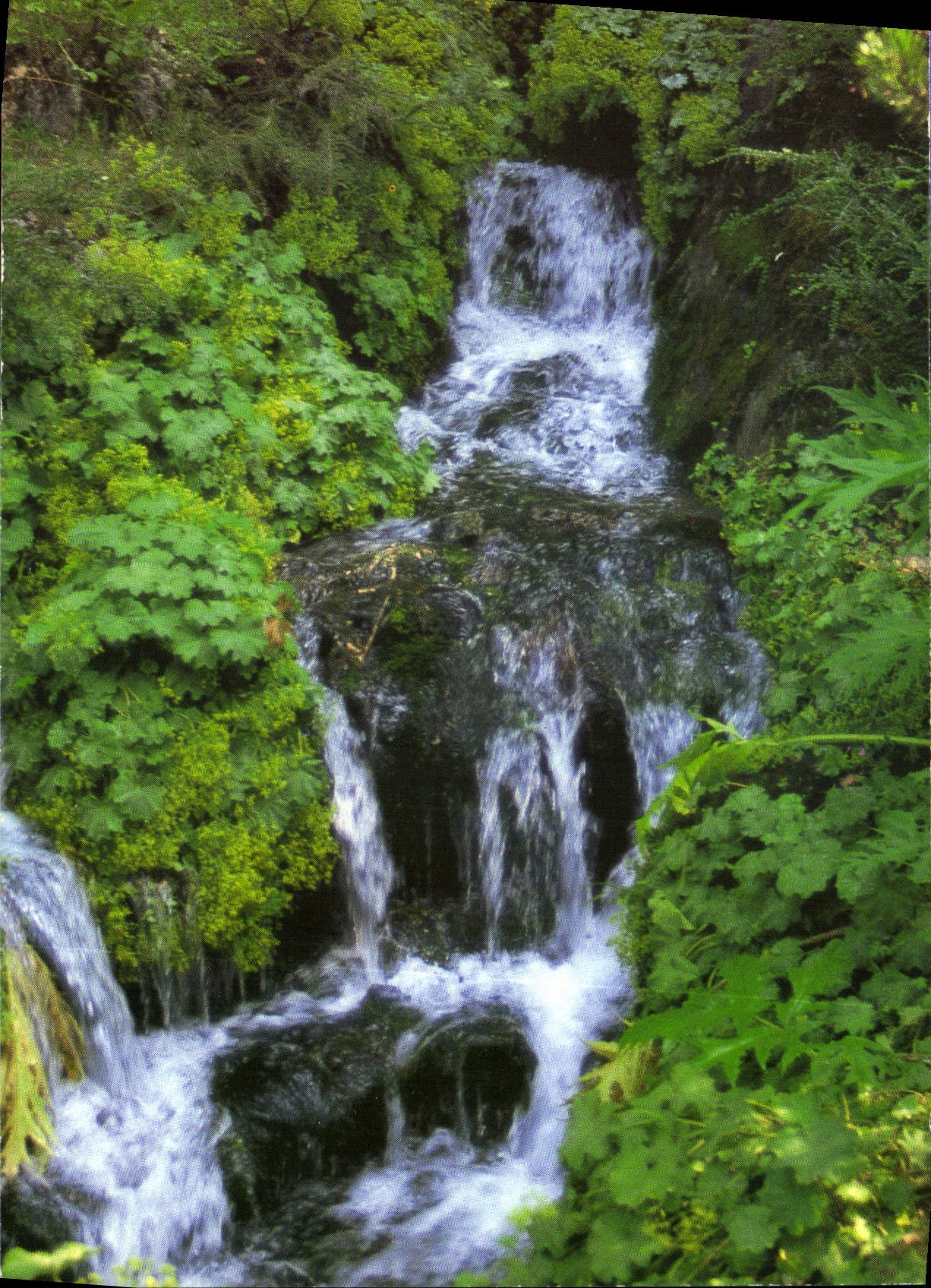 CPM Fraicheur dans les Feuilles 