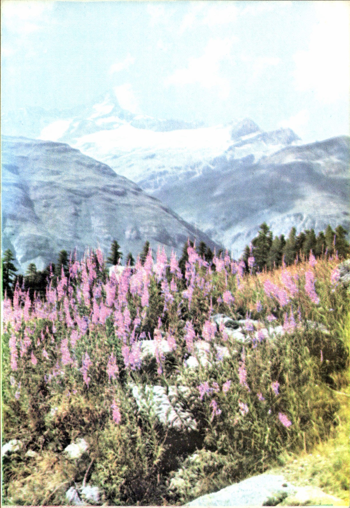 CPM Fleurs montagne