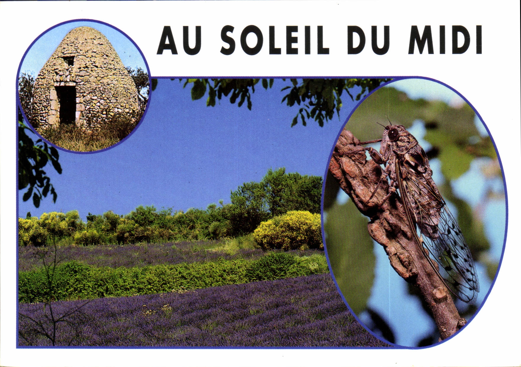 CPM Dans le Midi Borie lavandes et cigale
