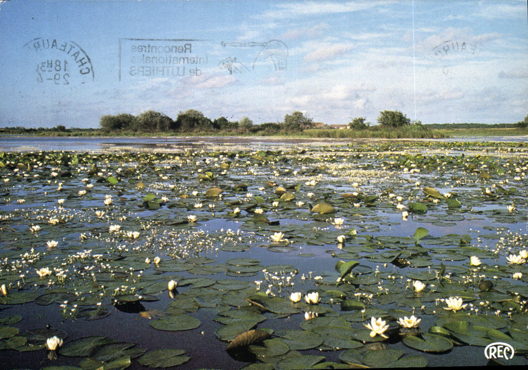 CPM Etang en Floraison Cliche realise en Brenne Indre Pays des Mille Etangs 