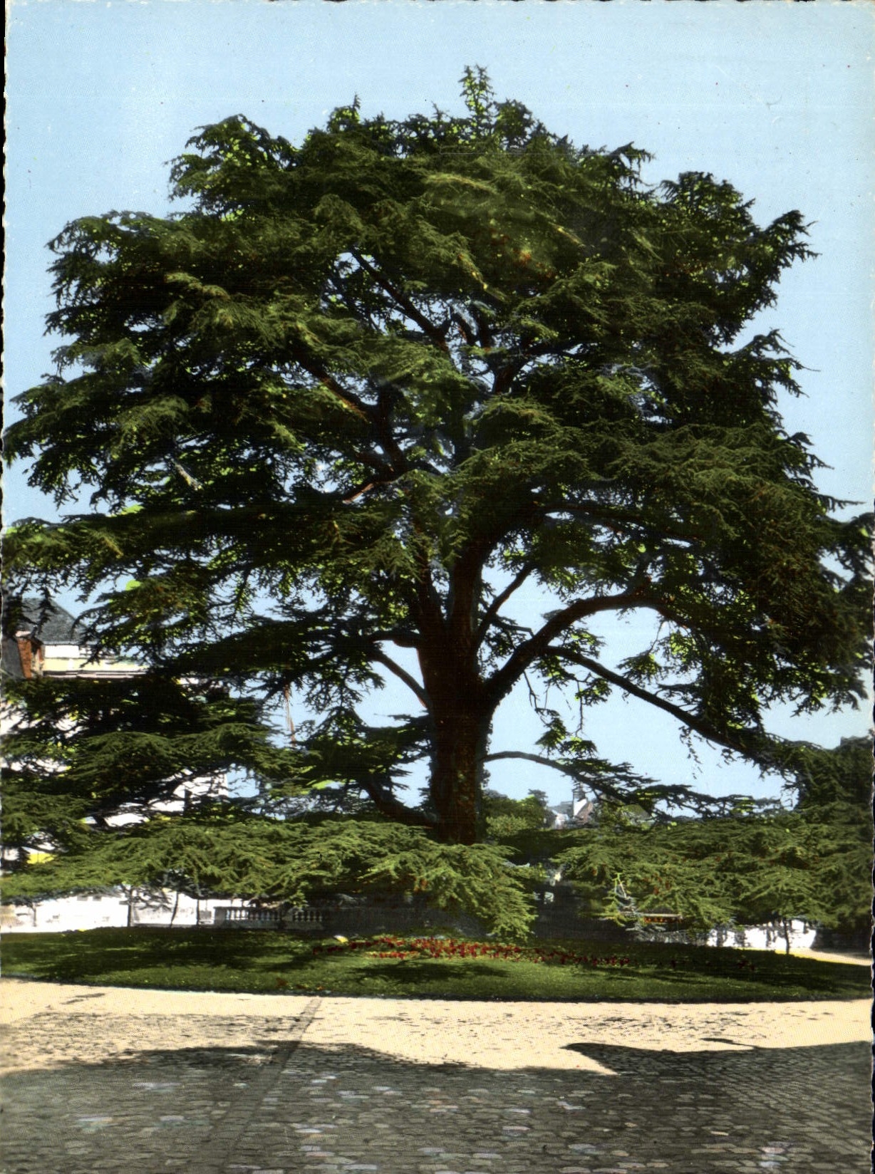 CPM Tours I et L le Grand cedre dans le Jardin du Musee des Beaux Arts 