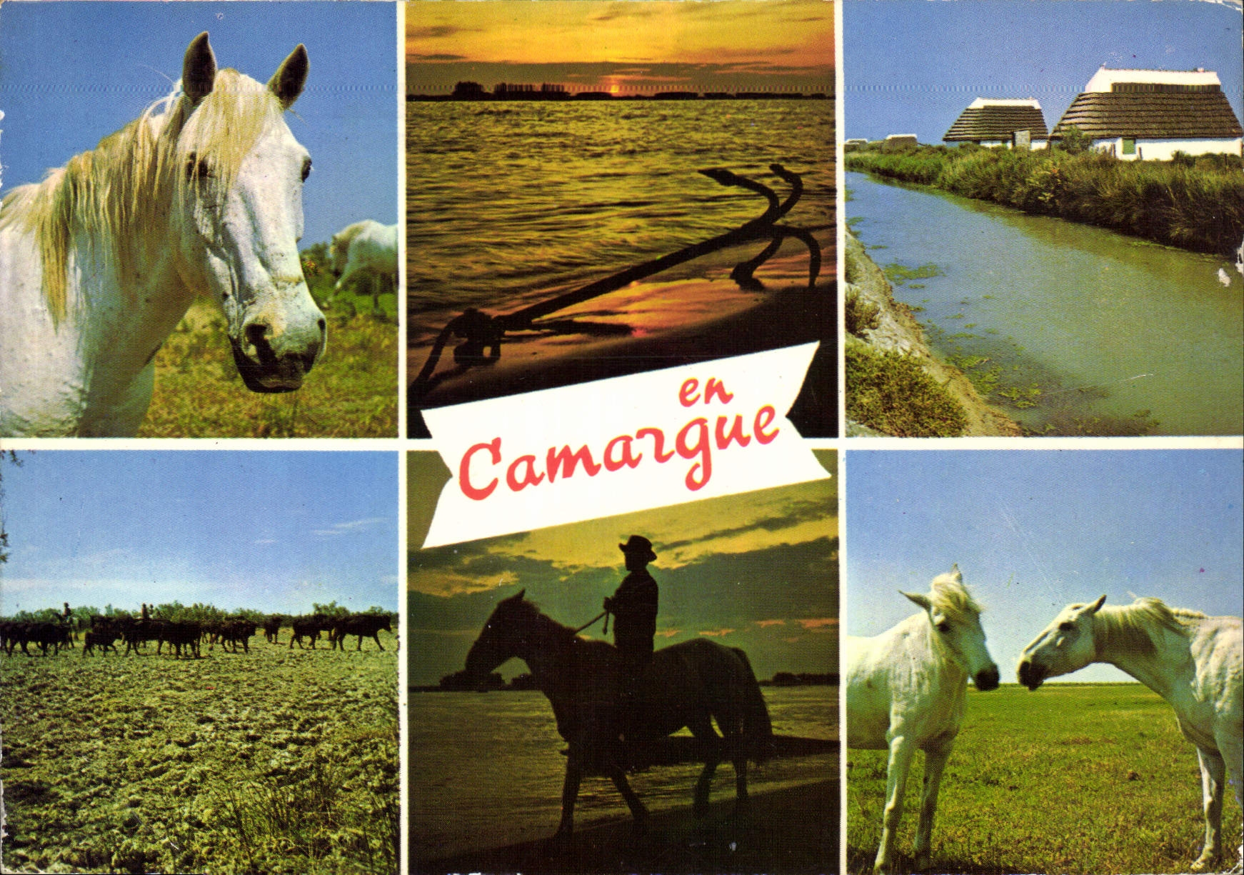CPM En Camargue B du Rh Souvenir 