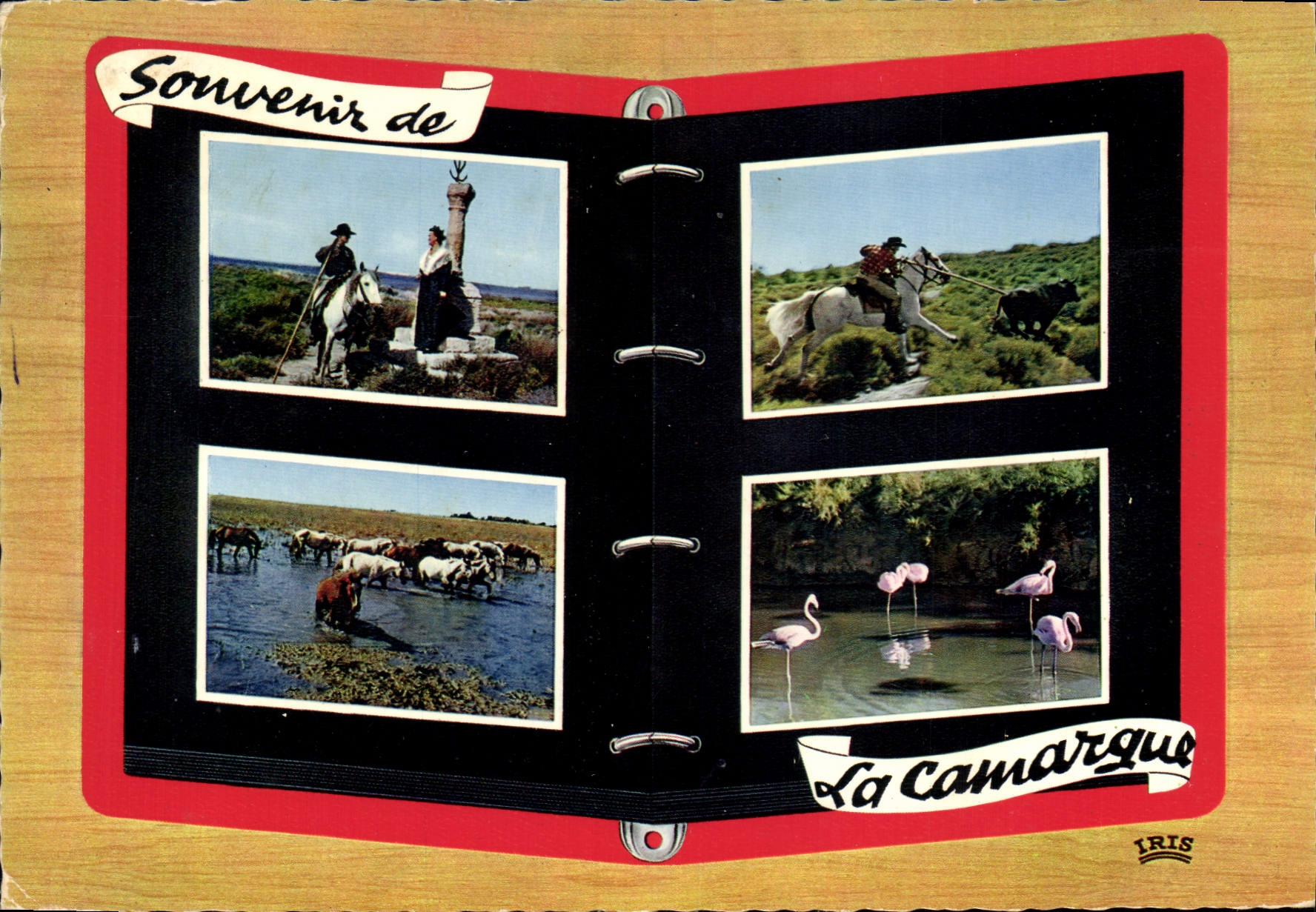 CPM Reflest de Provence En Camargue avec les Gardians B du R Taureau