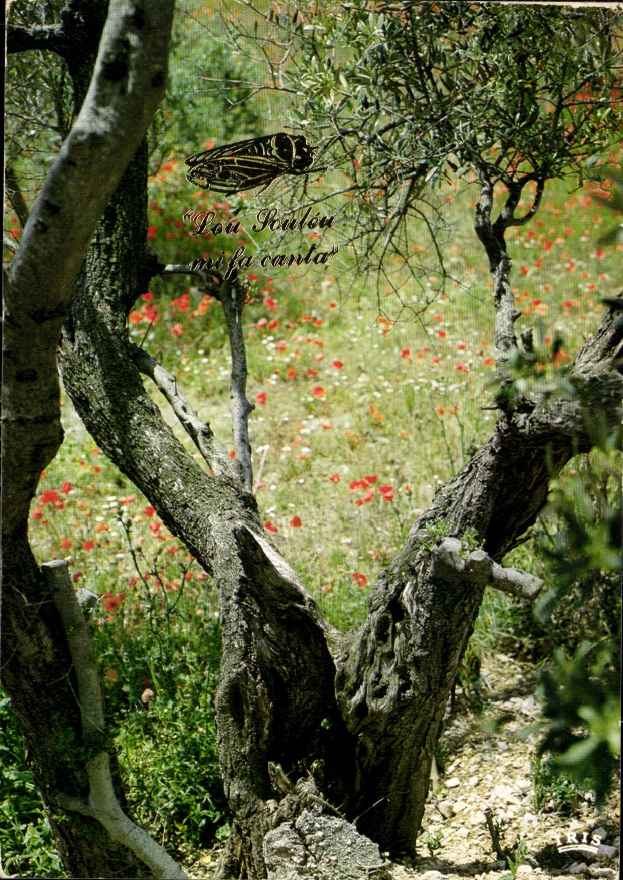 CPM Reflets de la Provence Printemps sous les oliviers 
