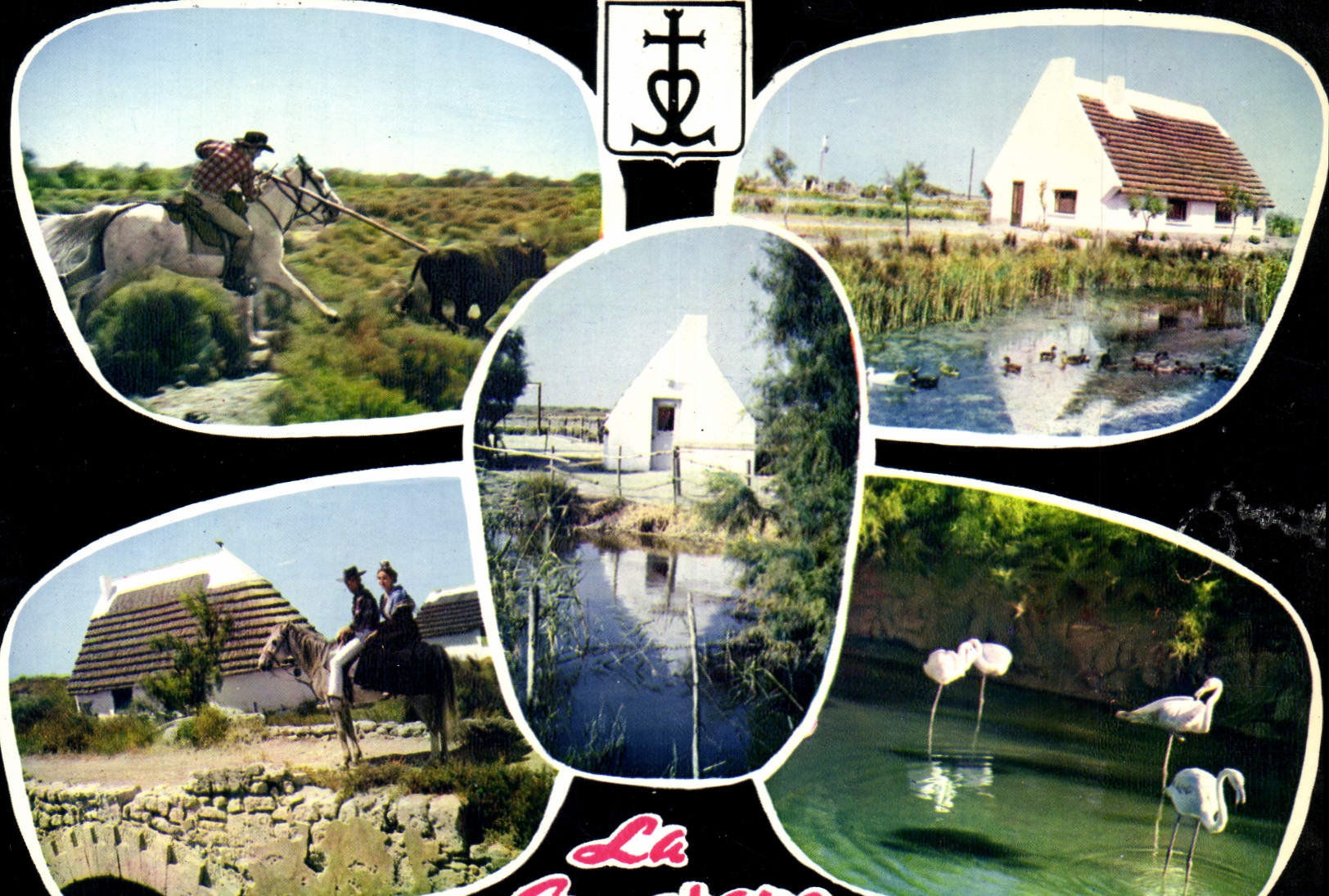 CPM En Camargue avec les Gardians 