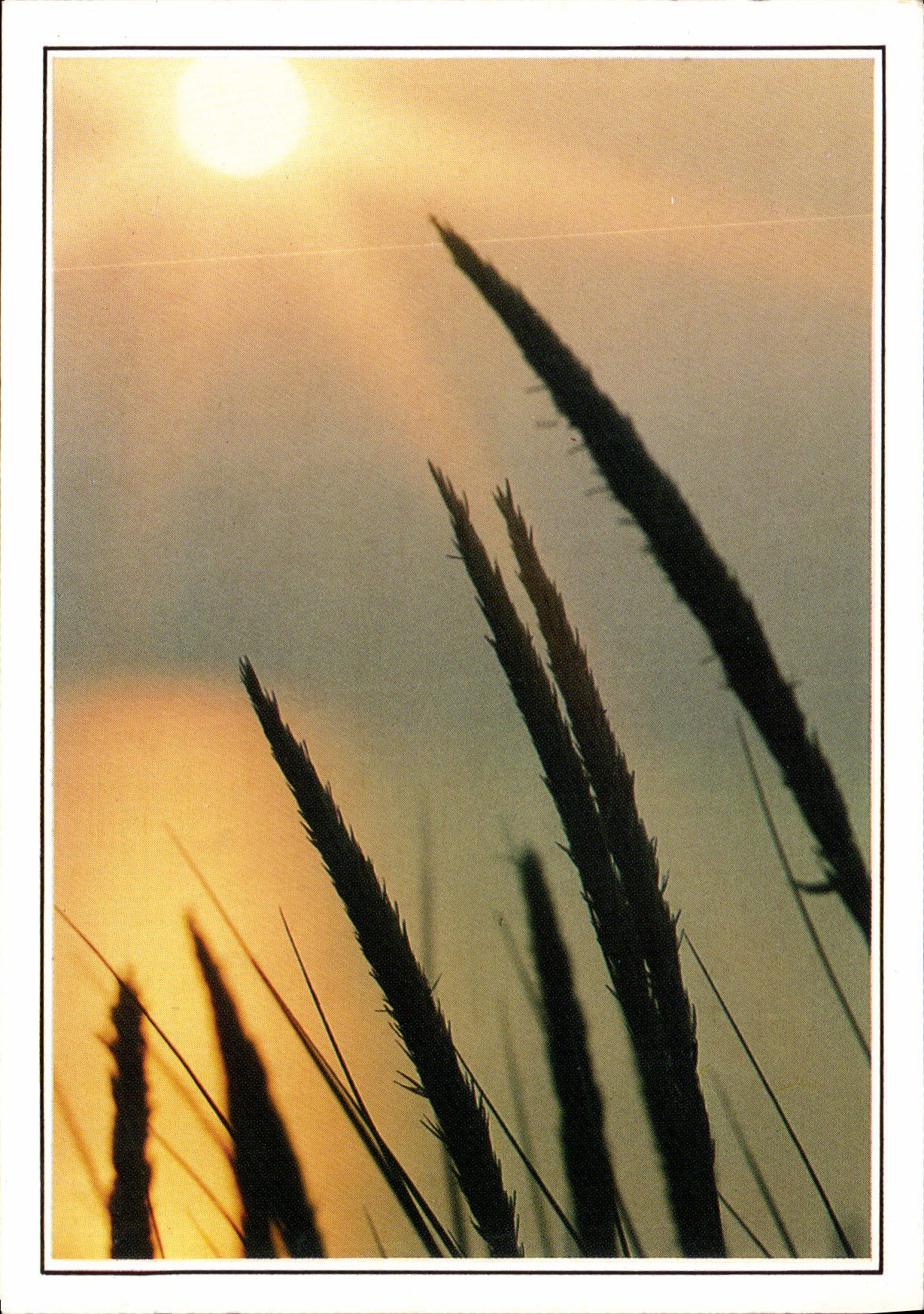 CPM Le soleil va porter le jour a d'autres mondes dans l'horizon desert Phebe monte sans bruit et je