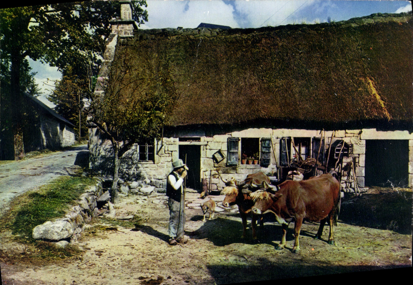 CPM En Limousin la ferme au toit de chaume Bœufs